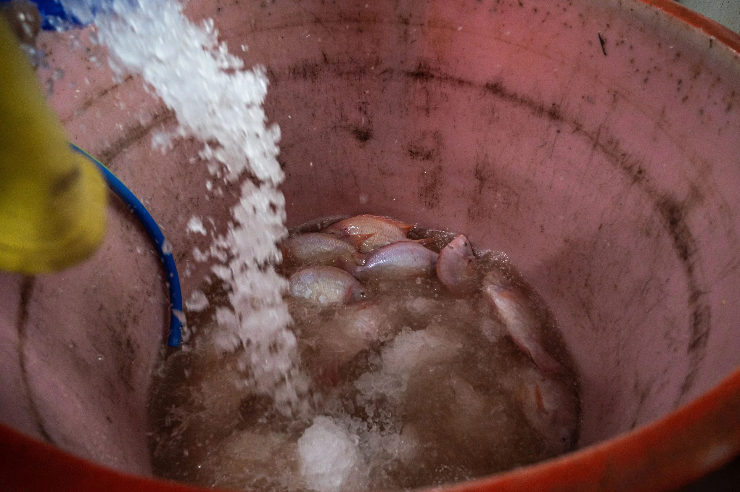 fish farm thailand-20.jpg