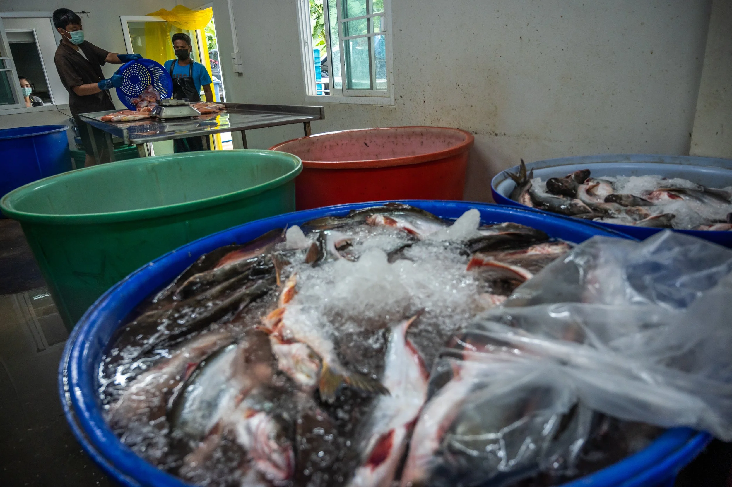 fish farm thailand-206.jpg