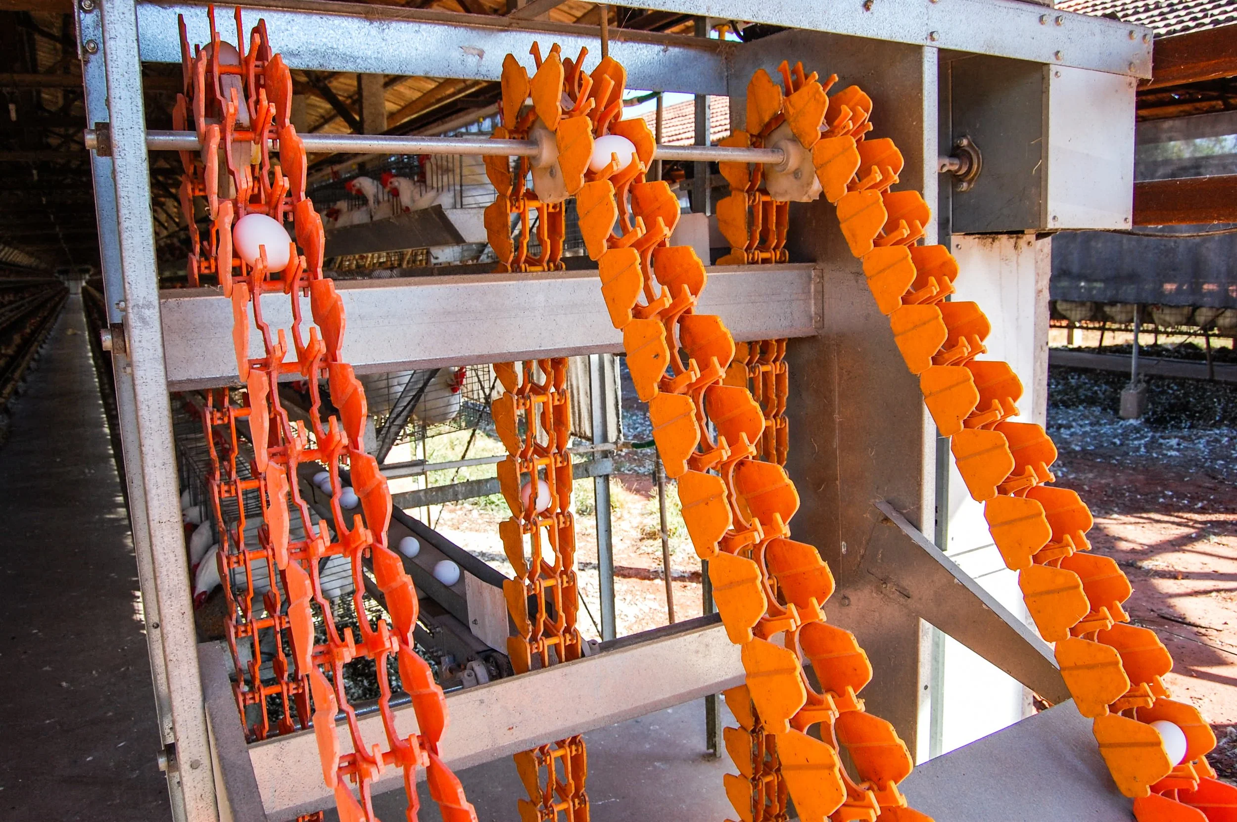 brazilmoreeggfarms-24-of-70jpg.jpg
