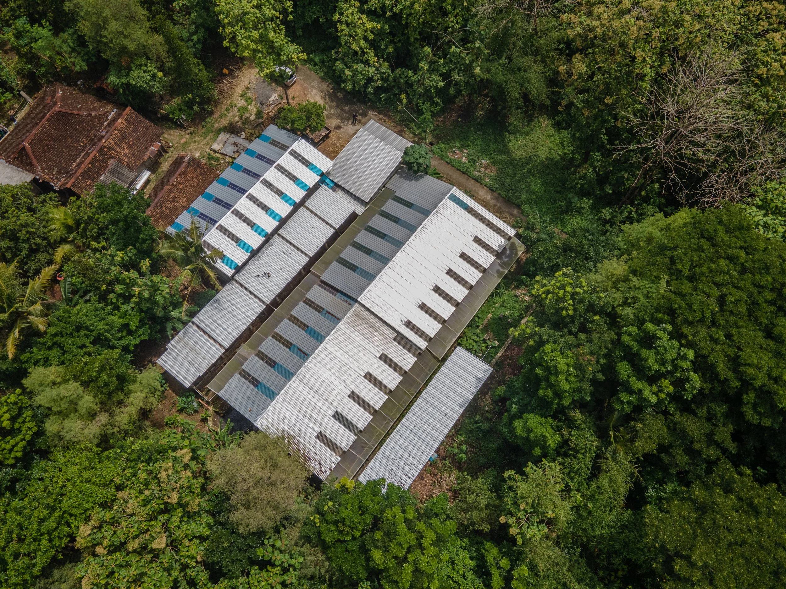 duck farm indonesia-120.jpg