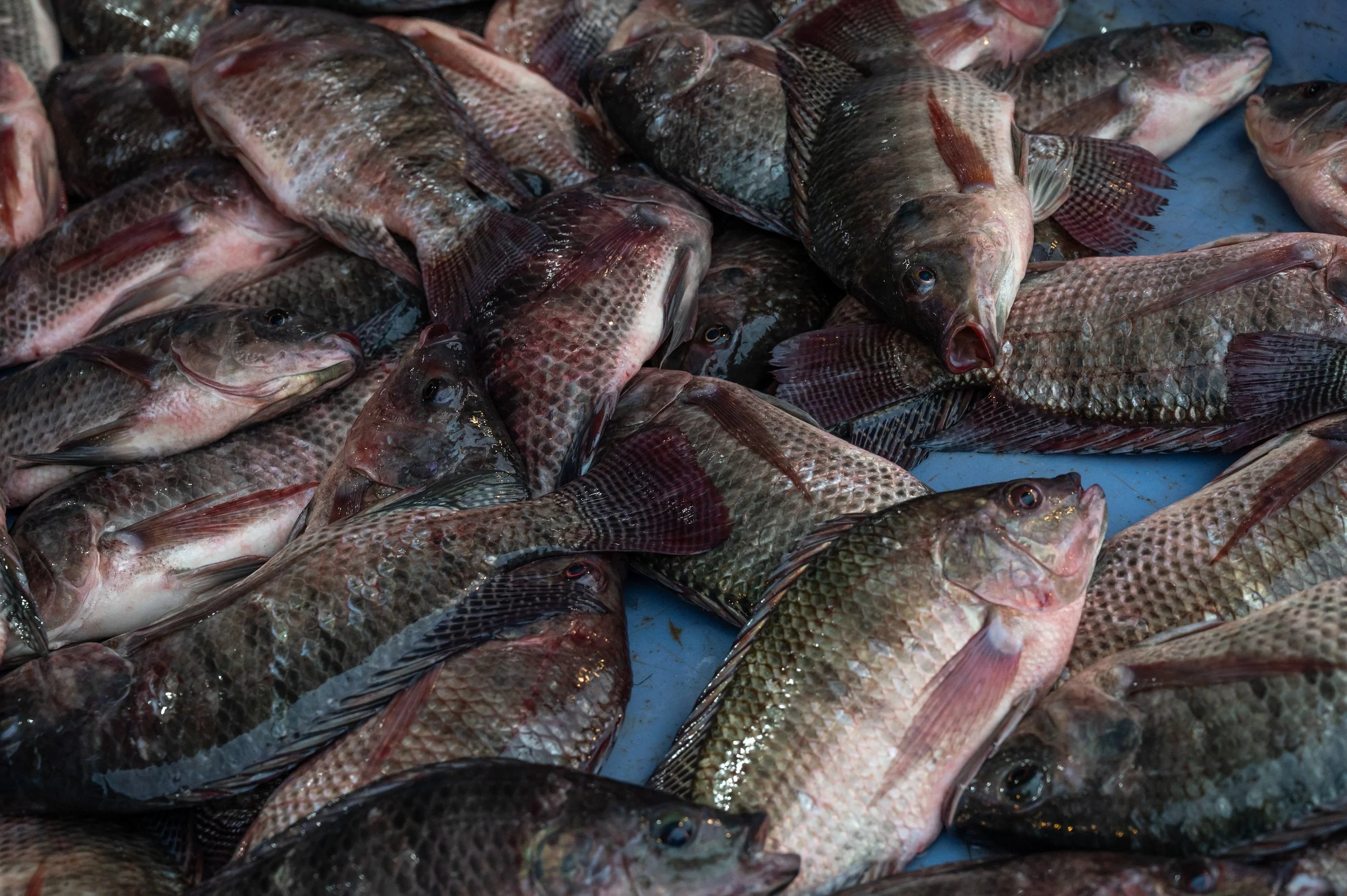 fish farm thailand-73.jpg