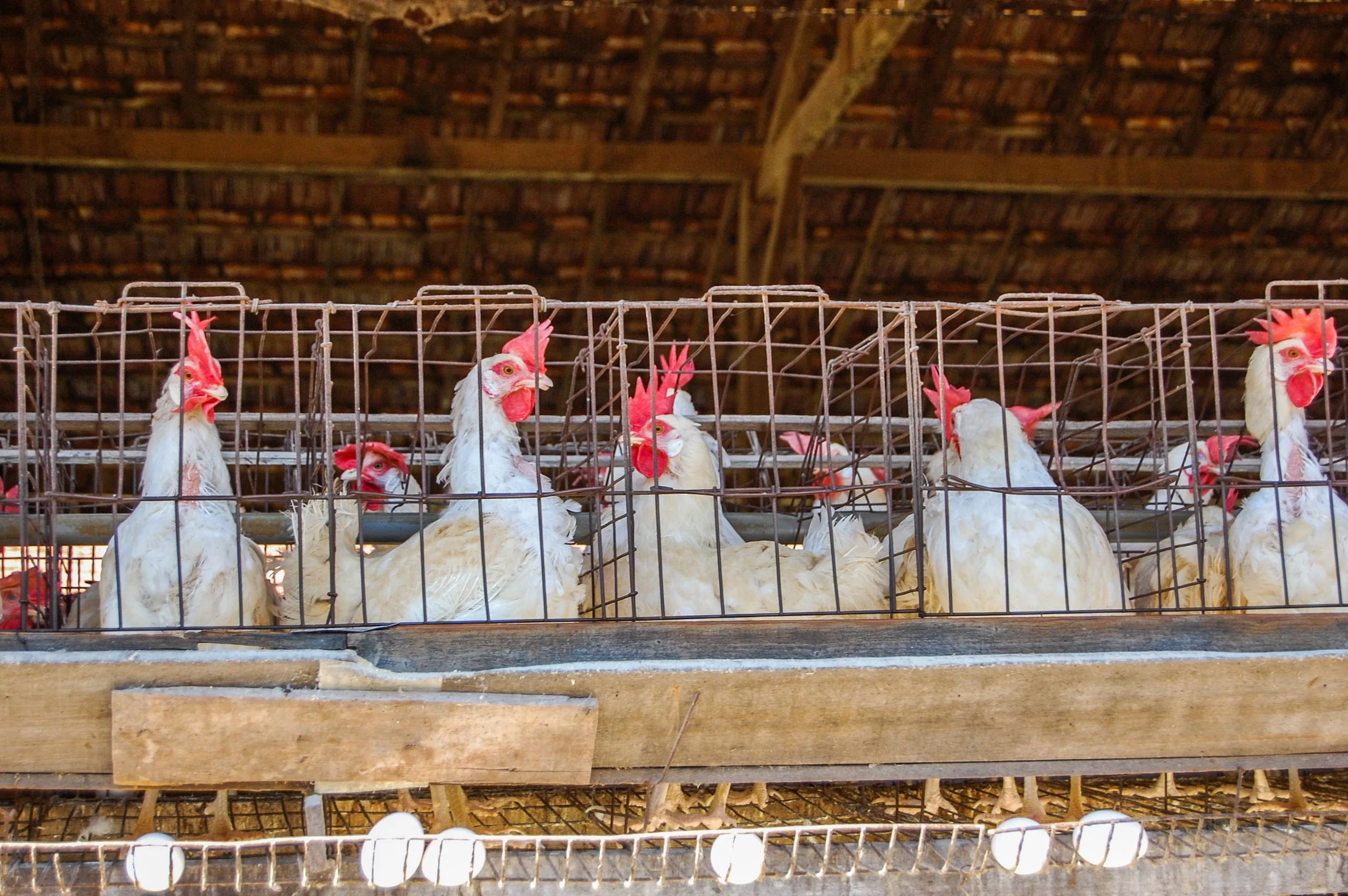 brazilmoreeggfarms-40-of-70jpg.jpg
