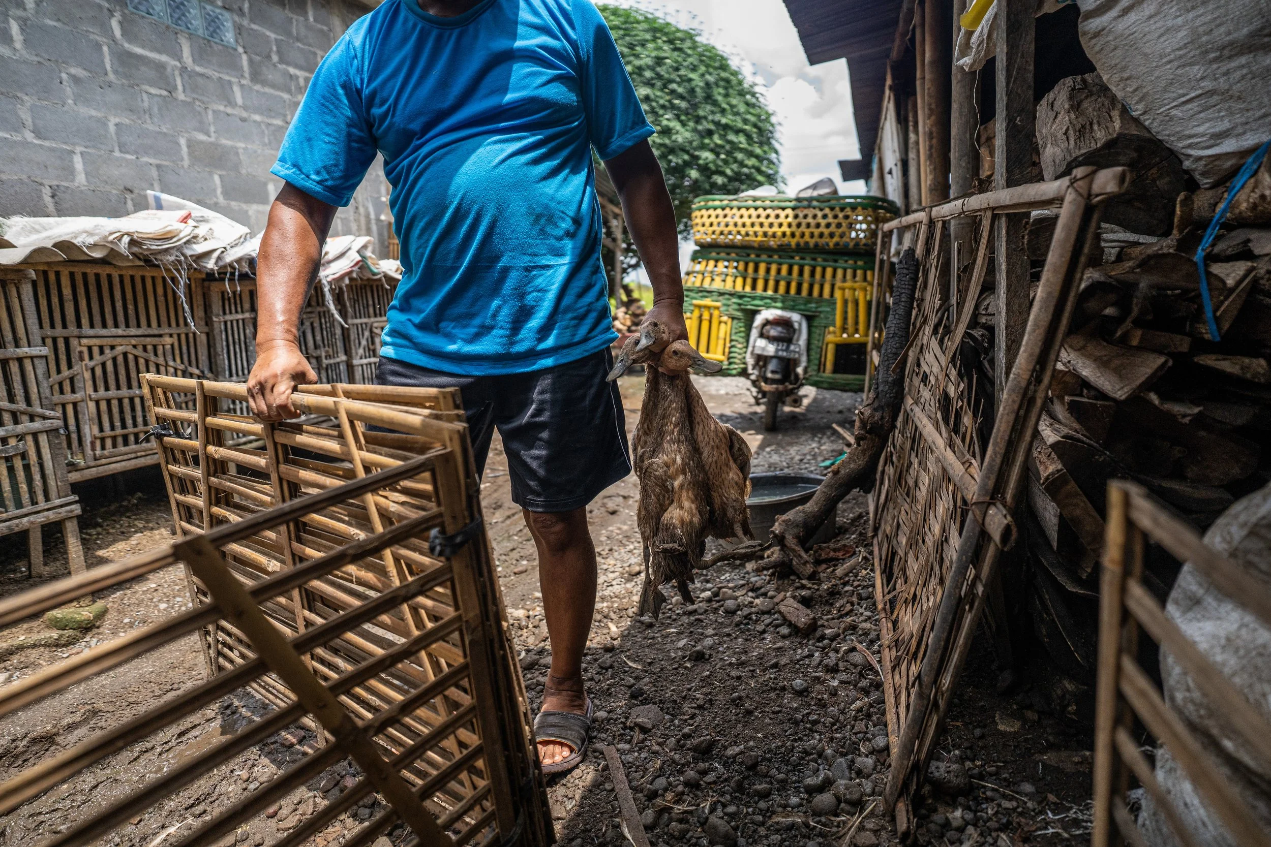 duck farm indonesia-110.jpg