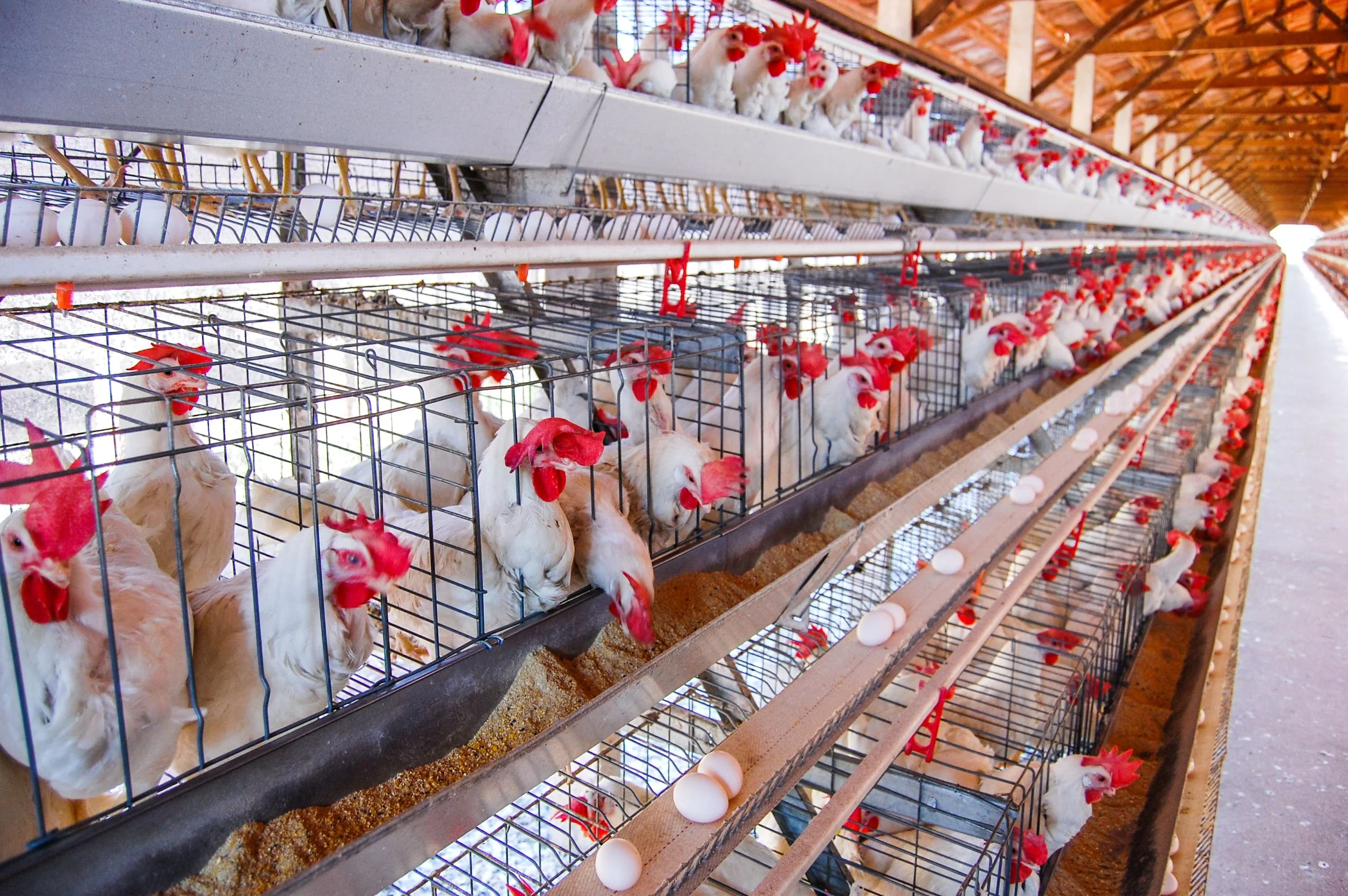 brazilmoreeggfarms-22-of-70jpg.jpg