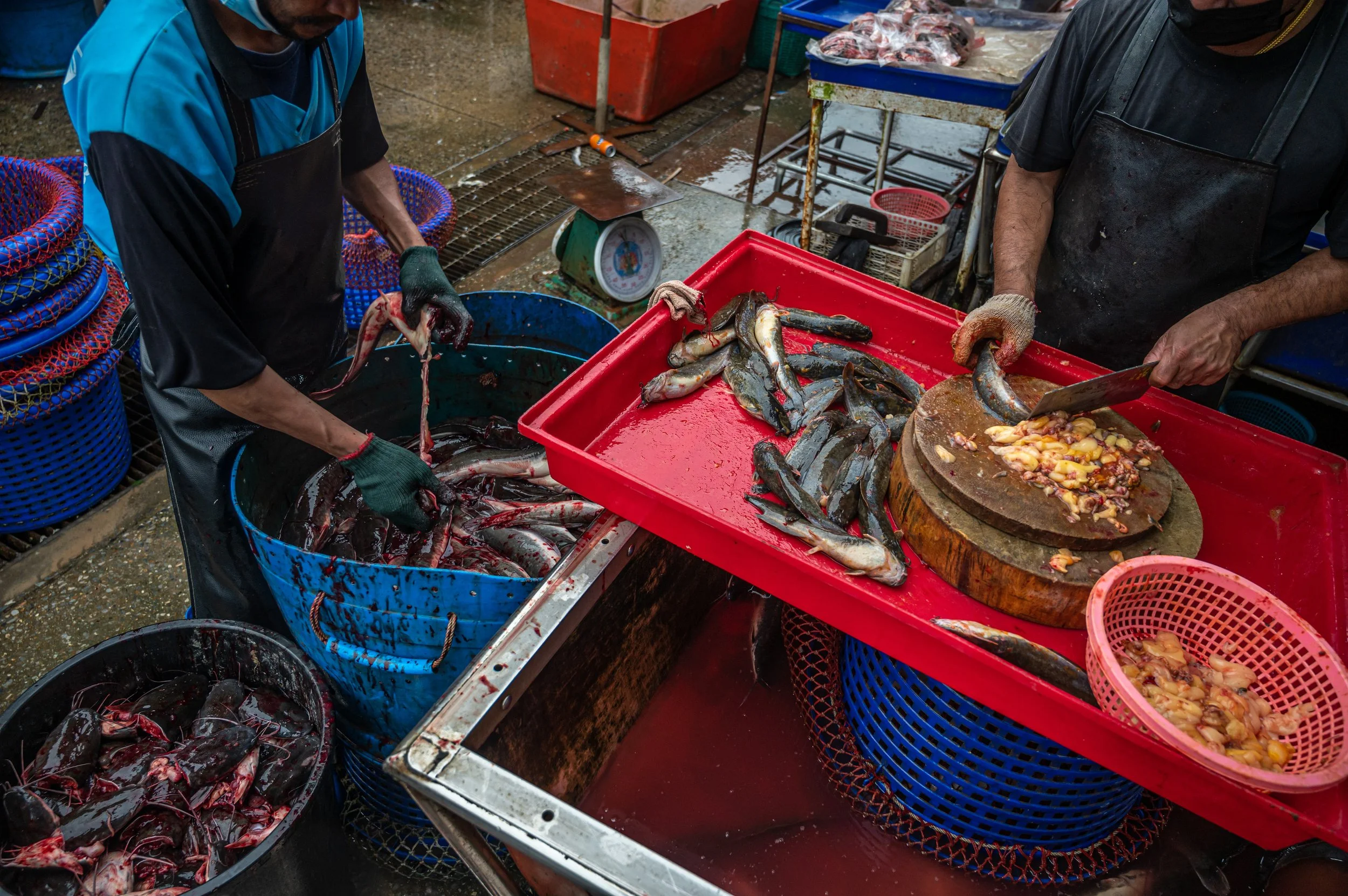 fish farm thailand-31.jpg