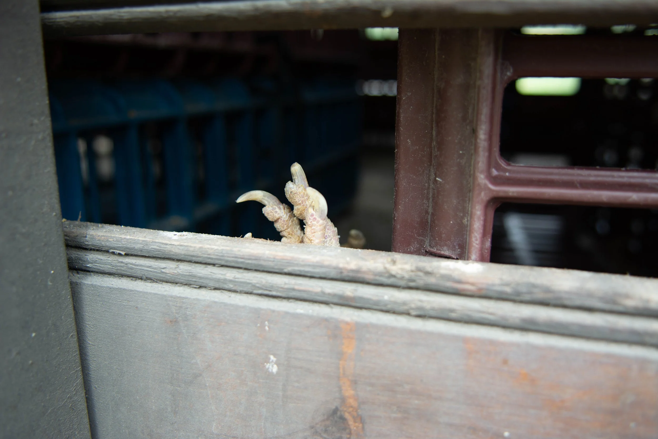 dsc_7998jpg.jpg