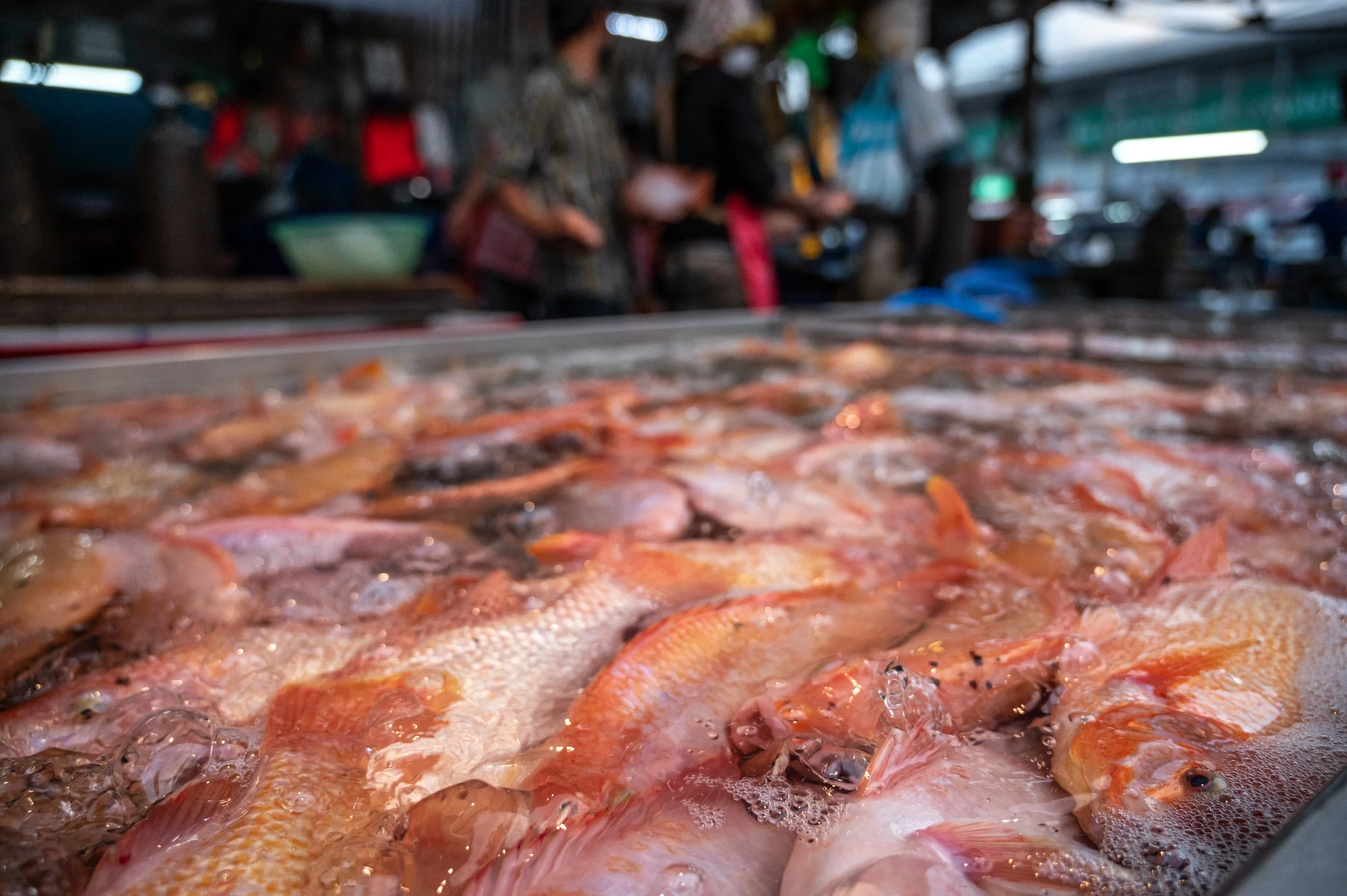 fish farm thailand-114.jpg