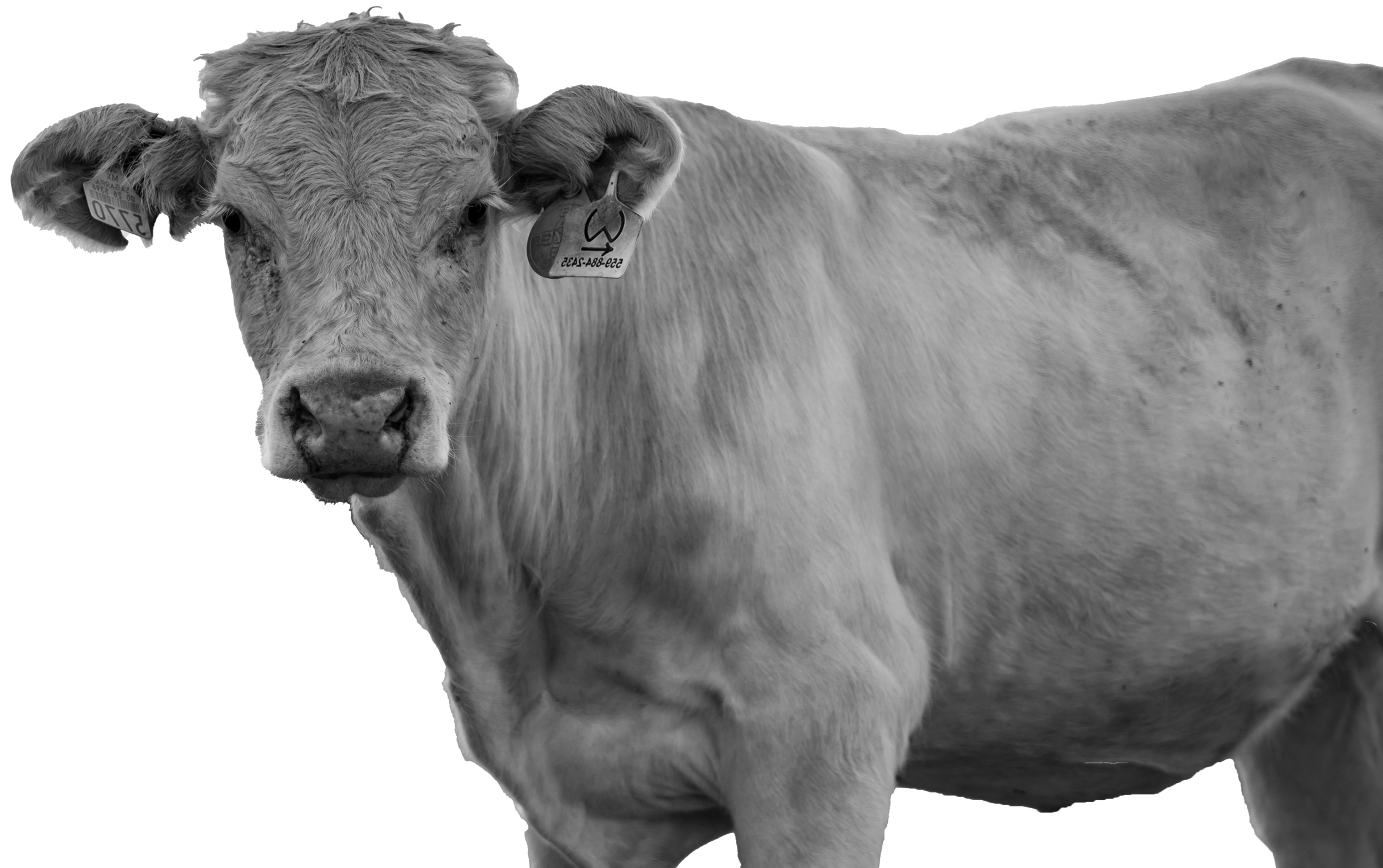 A black and white photo of a cow with tags on its ears, facing forward with its head slightly turned.