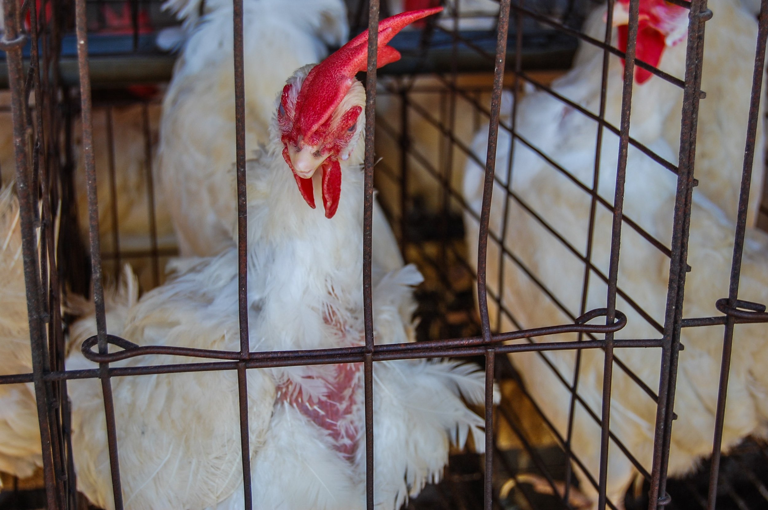 brazilmoreeggfarms-43-of-70jpg.jpg