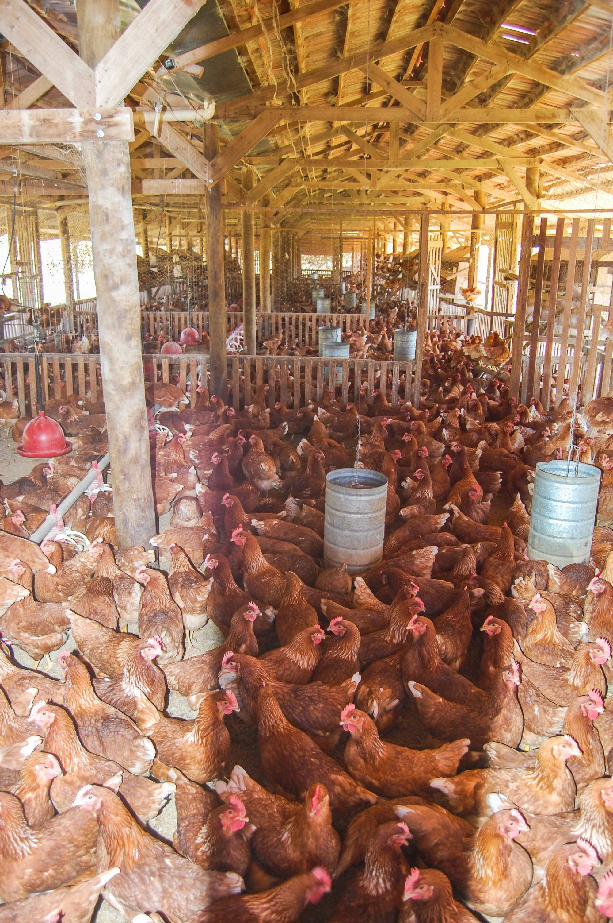 brazilmoreeggfarms-48-of-70jpg.jpg