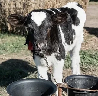 Young black and white calf outdoors, tethered to a chain, with two black feeding bowls in front.