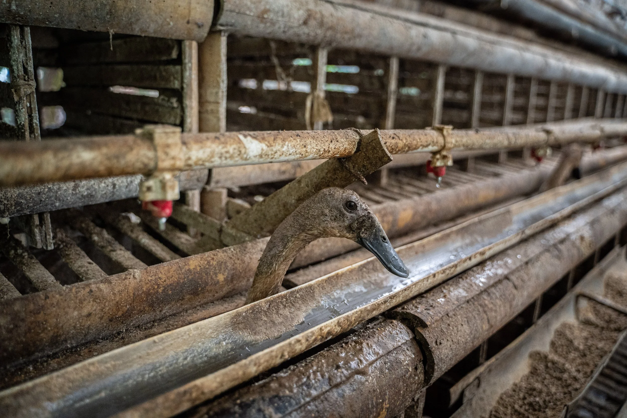 duck farm indonesia-168.jpg