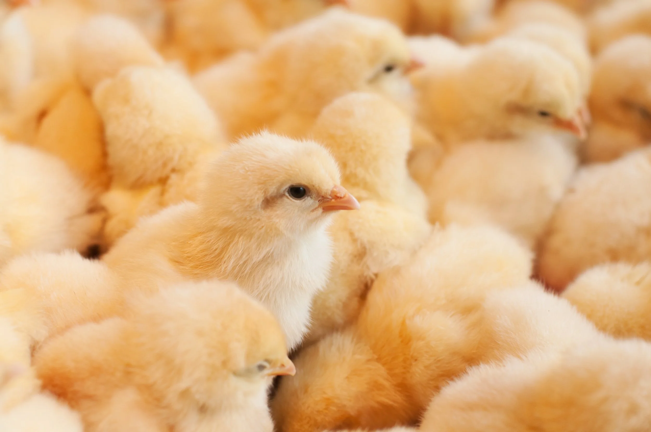 A close-up shot of a group of fluffy, yellow newborn baby chicks crowded together inside a commercial poultry farm setting.