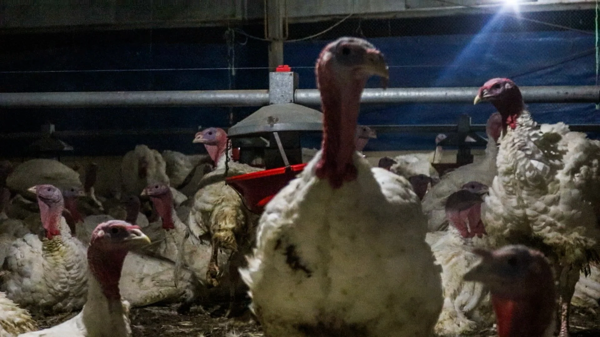 chileturkey-7-of-10jpg.jpg
