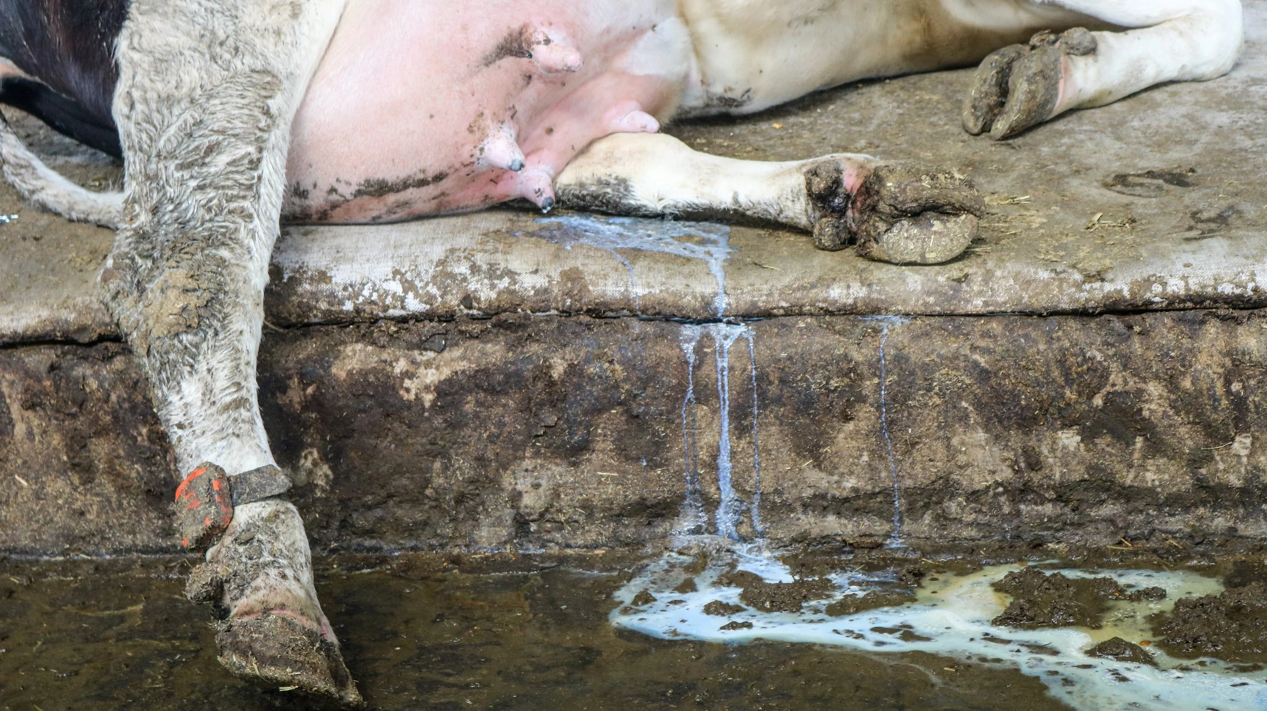 leche-26-of-32jpg.jpg