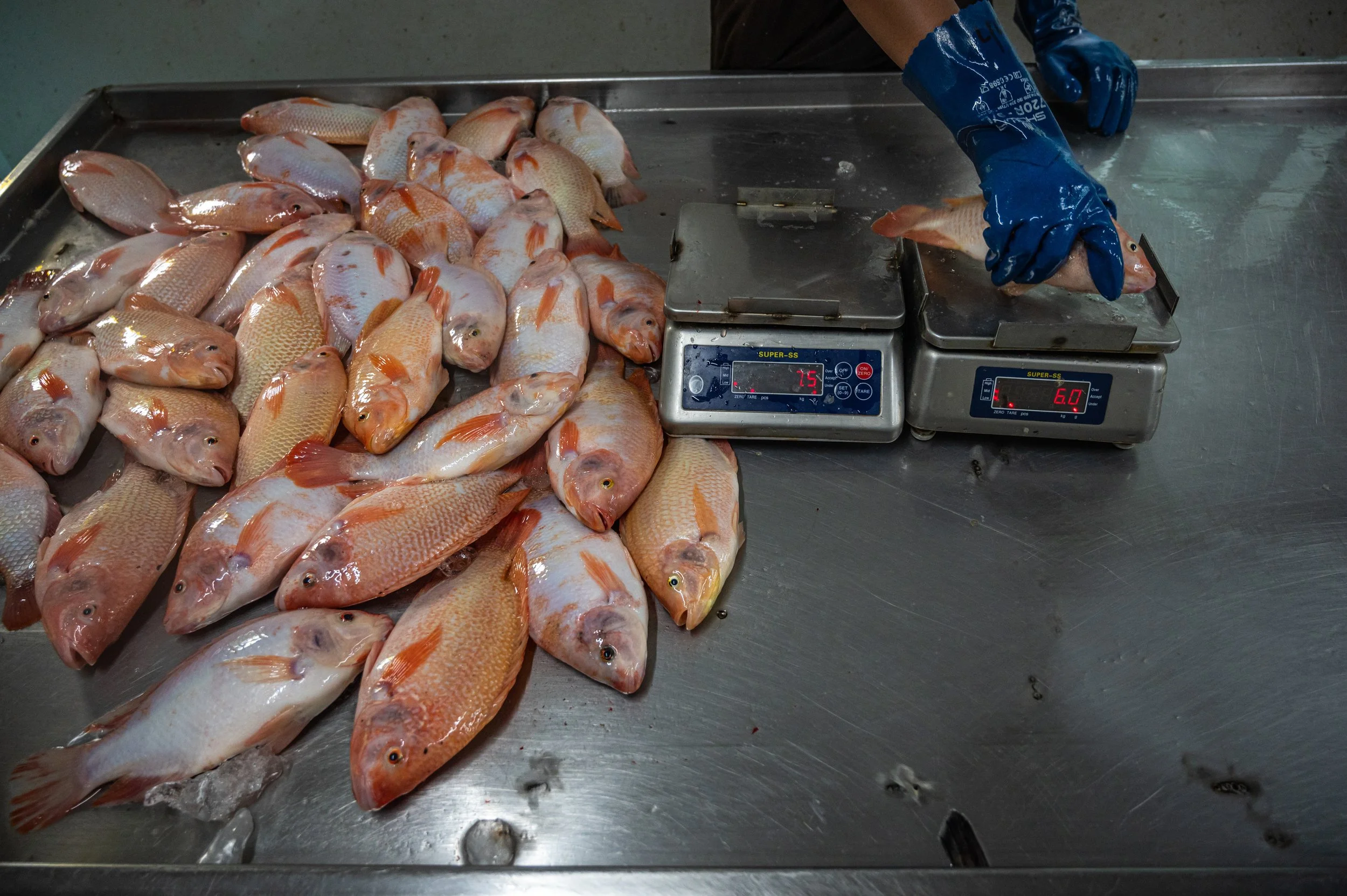 fish farm thailand-207.jpg