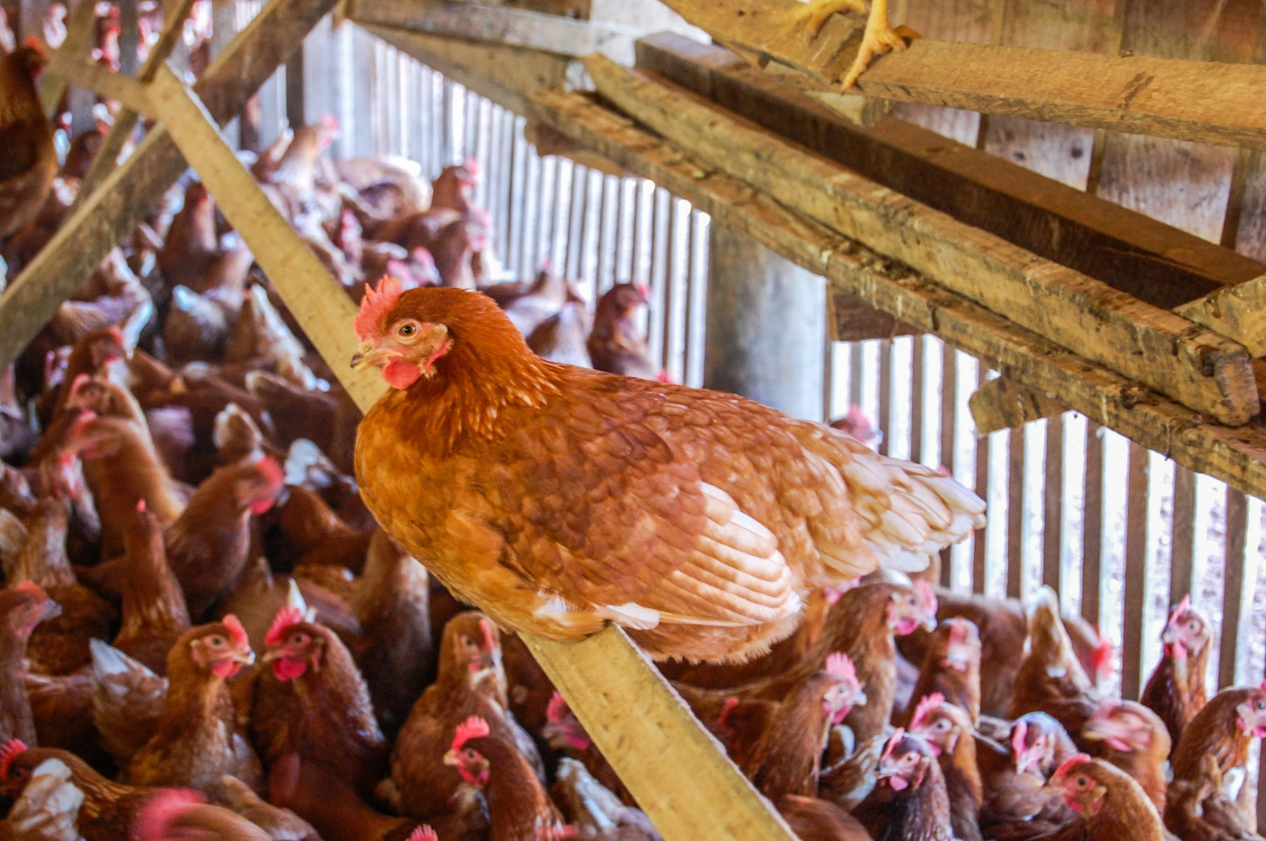brazilmoreeggfarms-70-of-70jpg.jpg