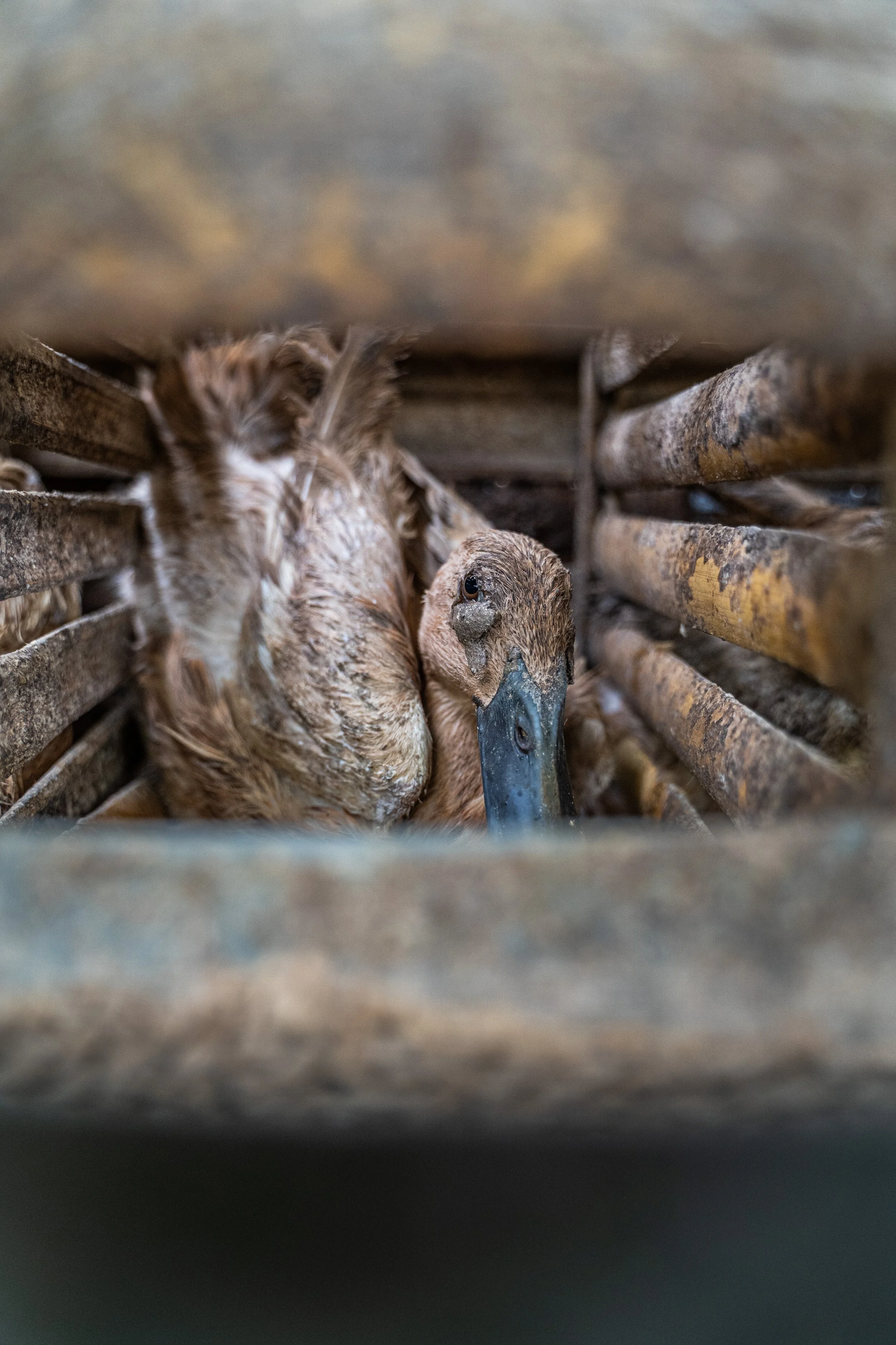 duck farm indonesia-150.jpg