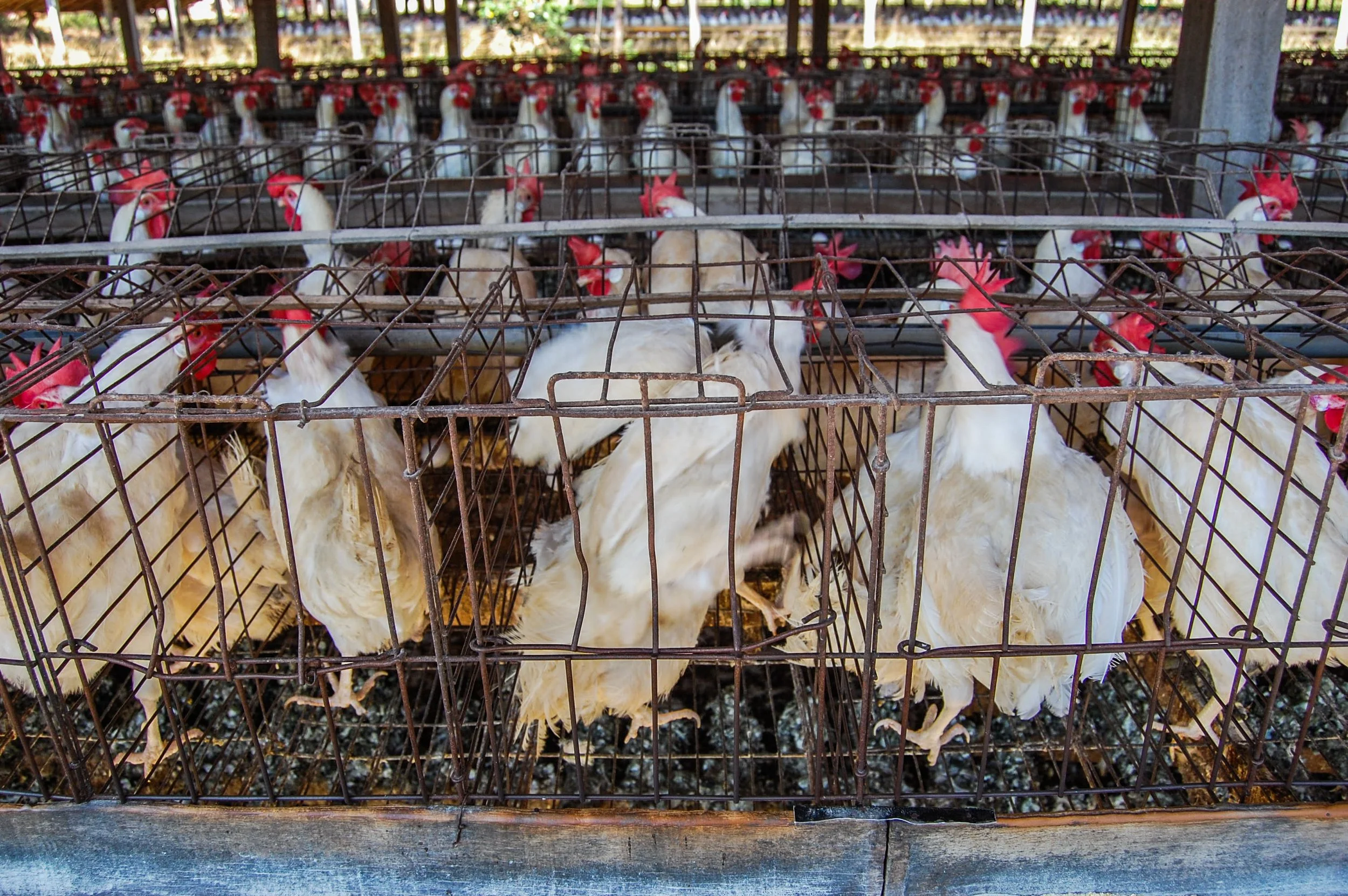 brazilmoreeggfarms-38-of-70jpg.jpg