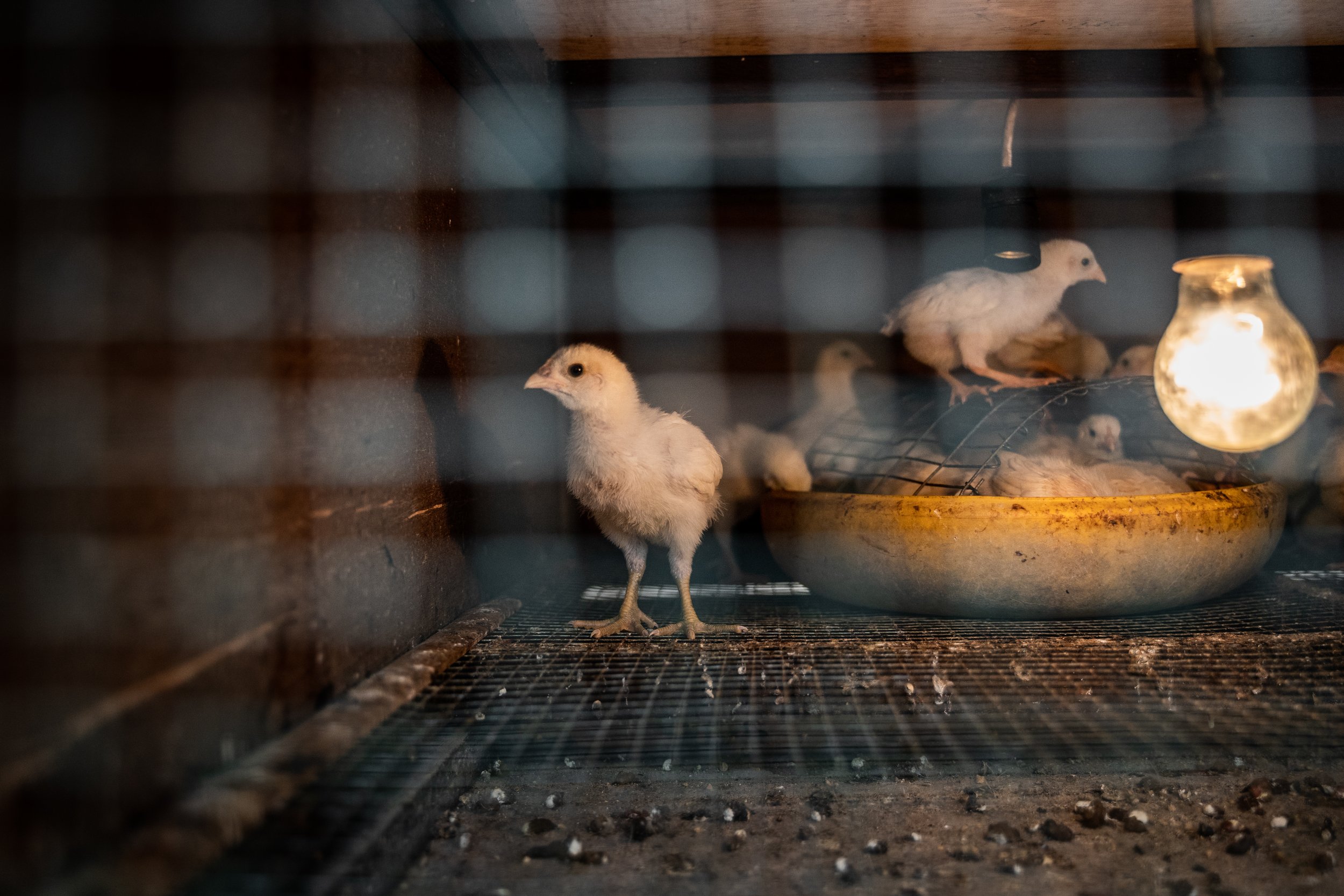 duck farm indonesia-165.jpg