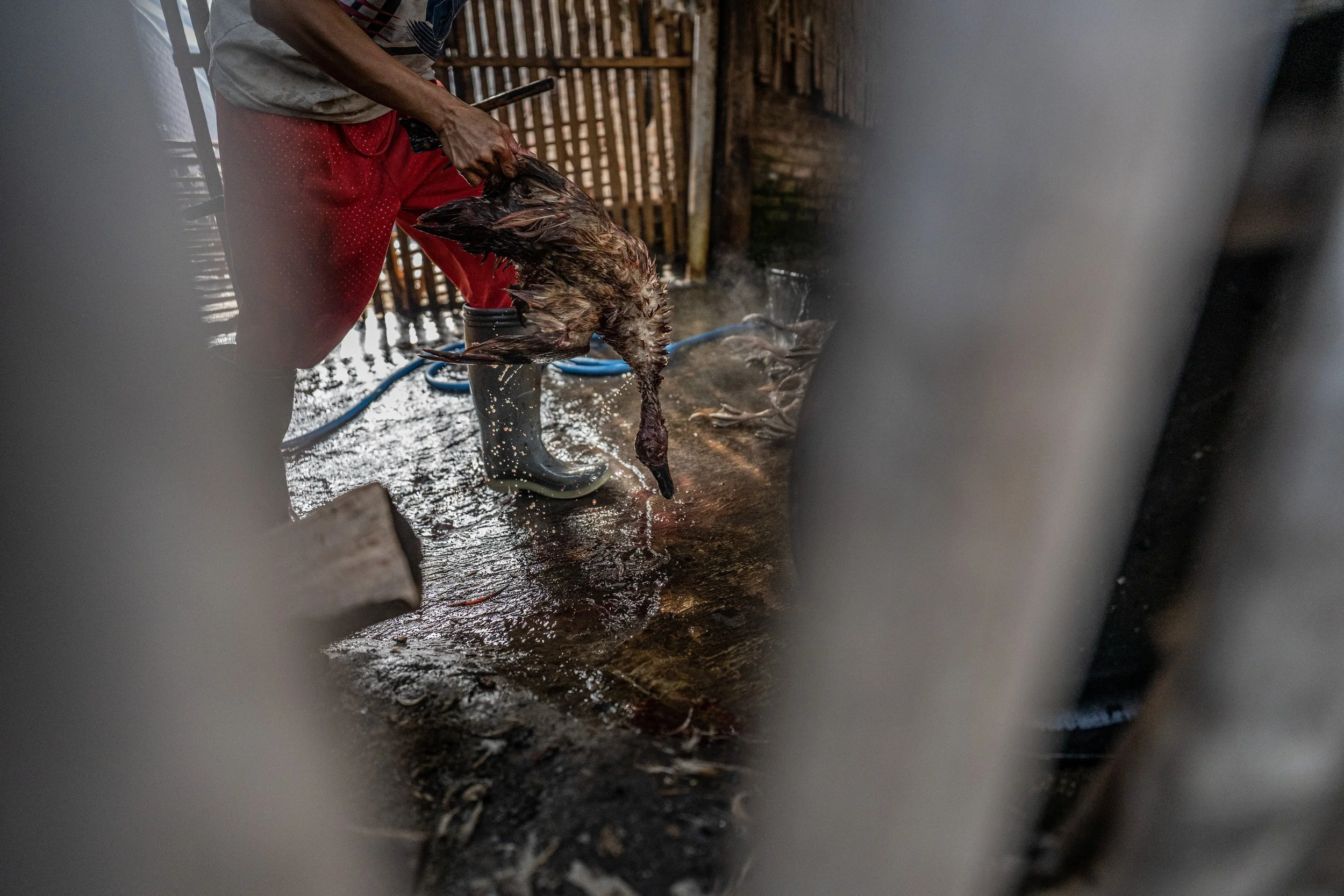 duck farm indonesia-119.jpg