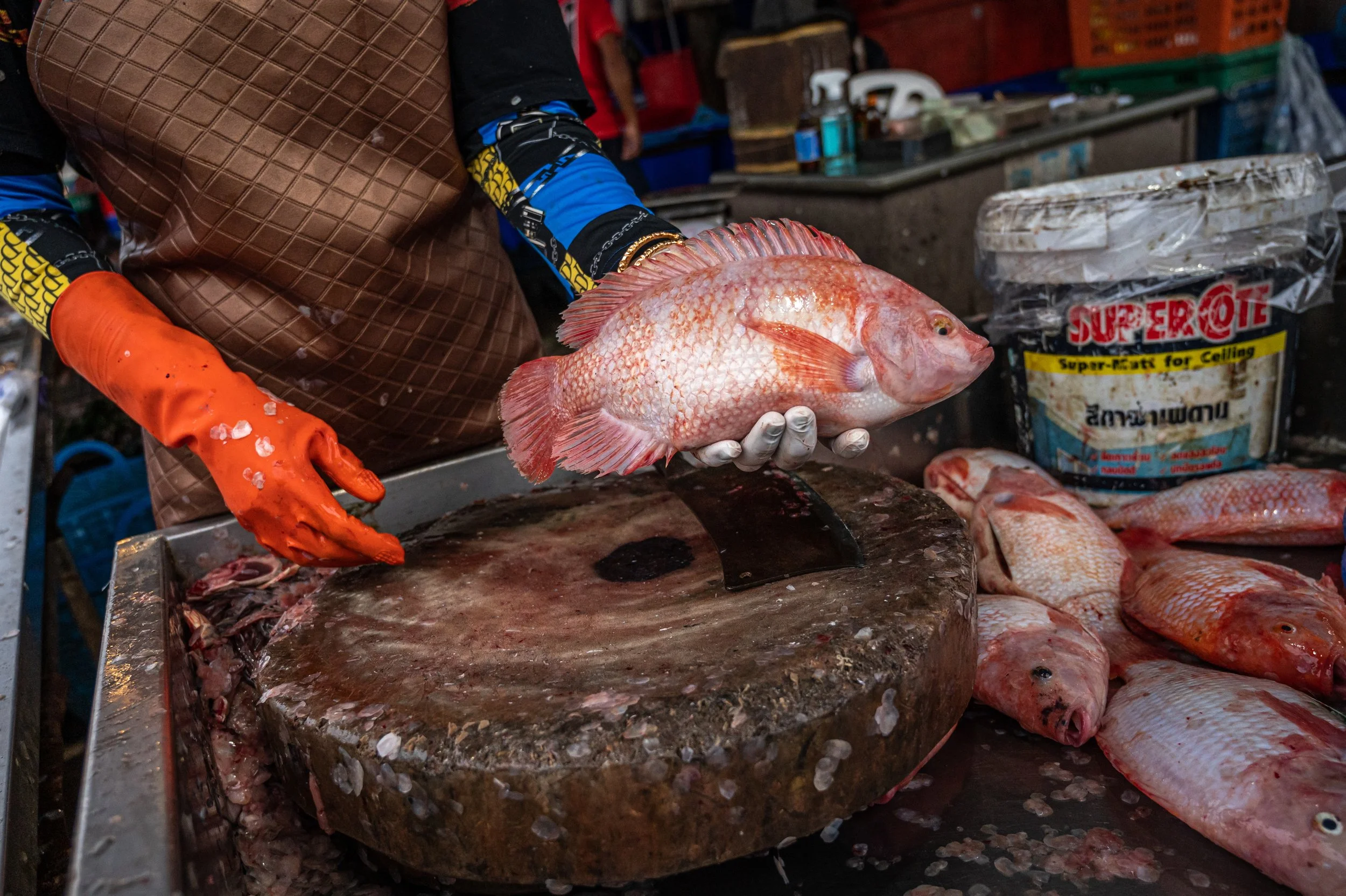 fish farm thailand-67.jpg