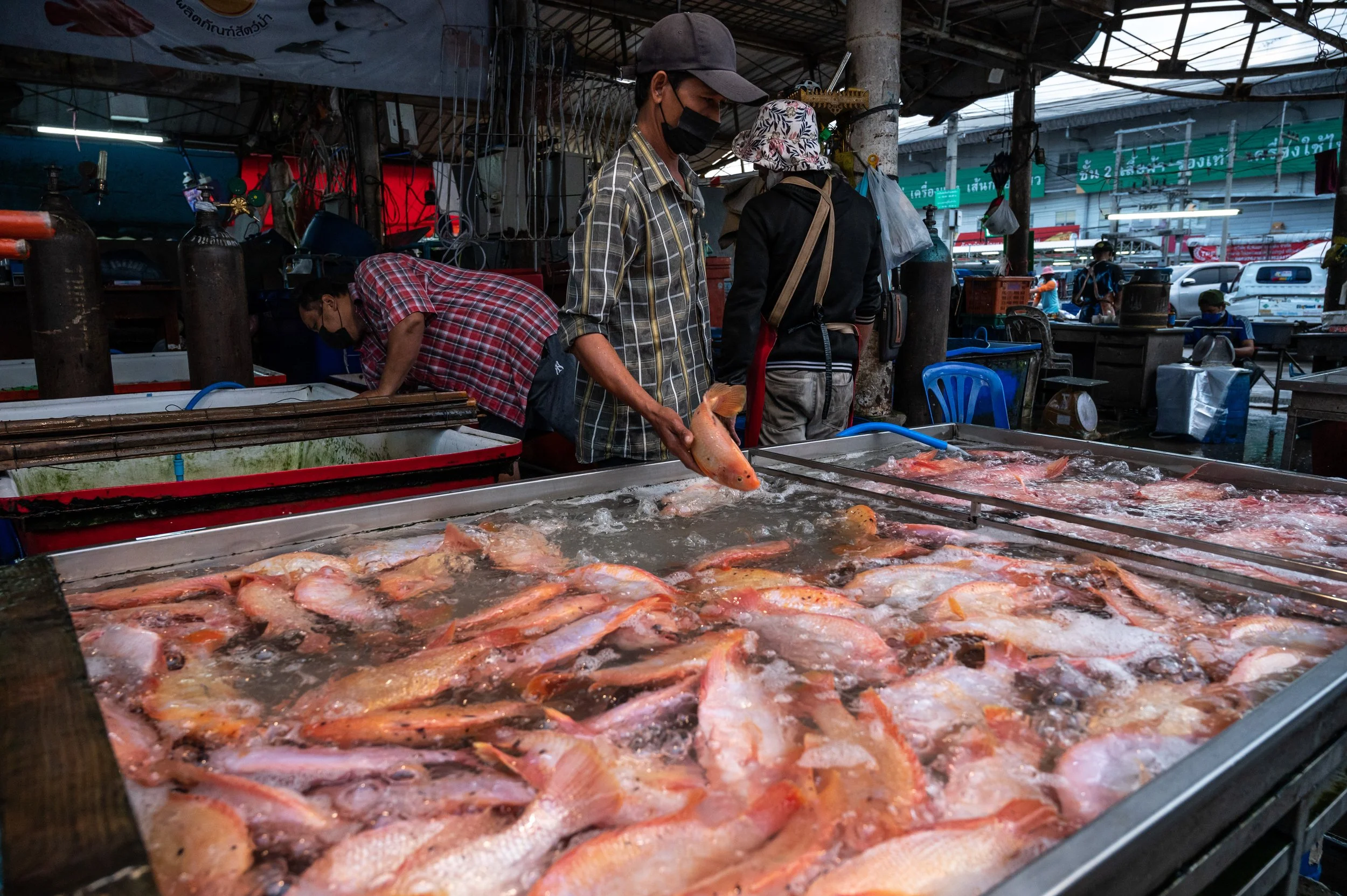 fish farm thailand-119.jpg