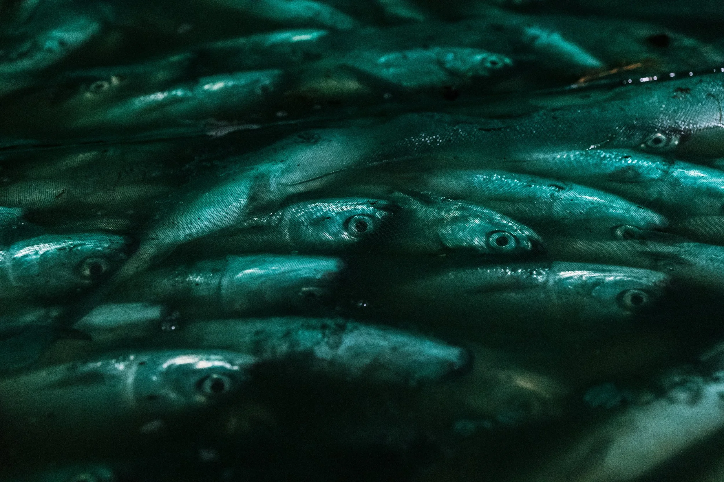 fish farm indonesia-13.jpg