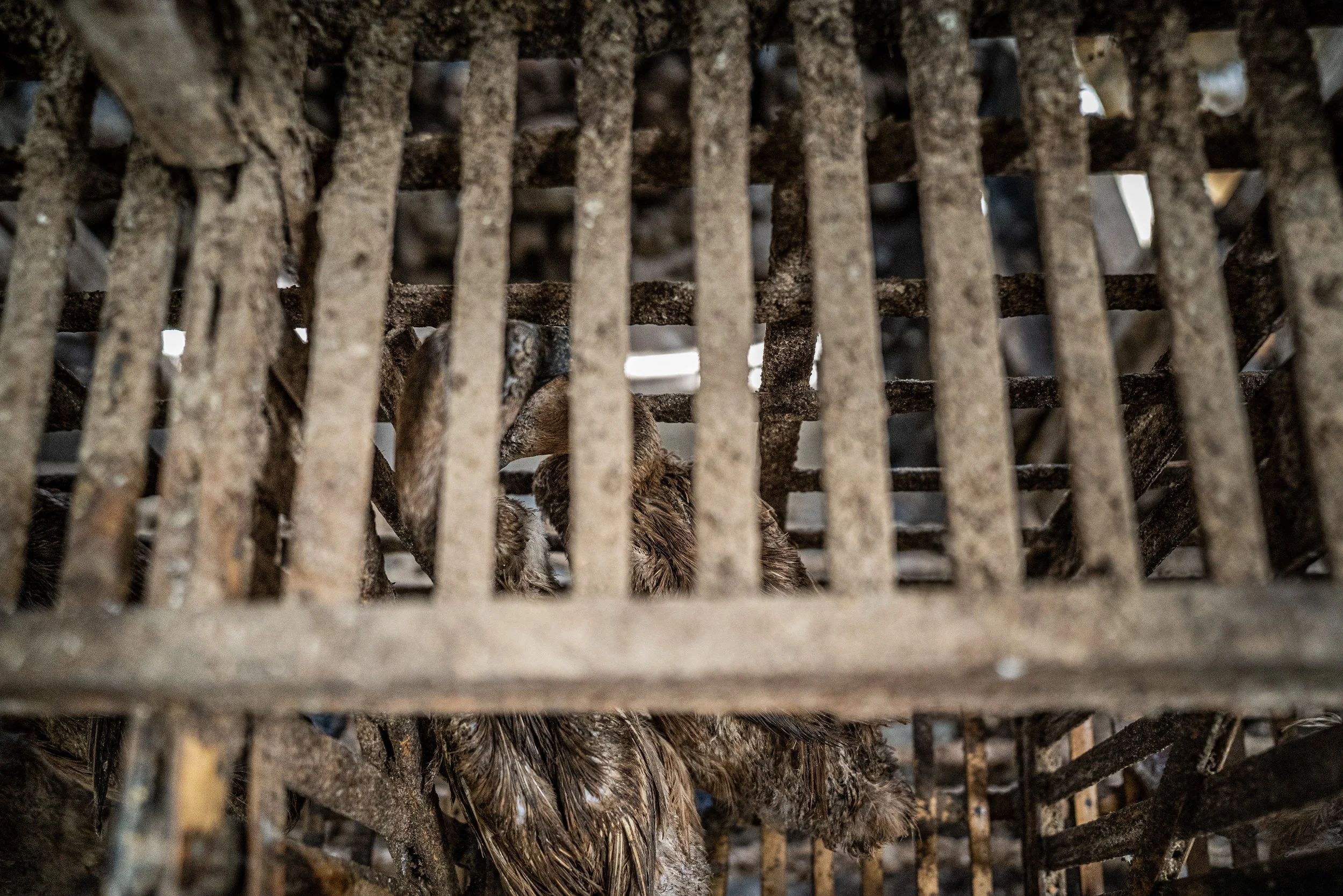 duck farm indonesia-190.jpg
