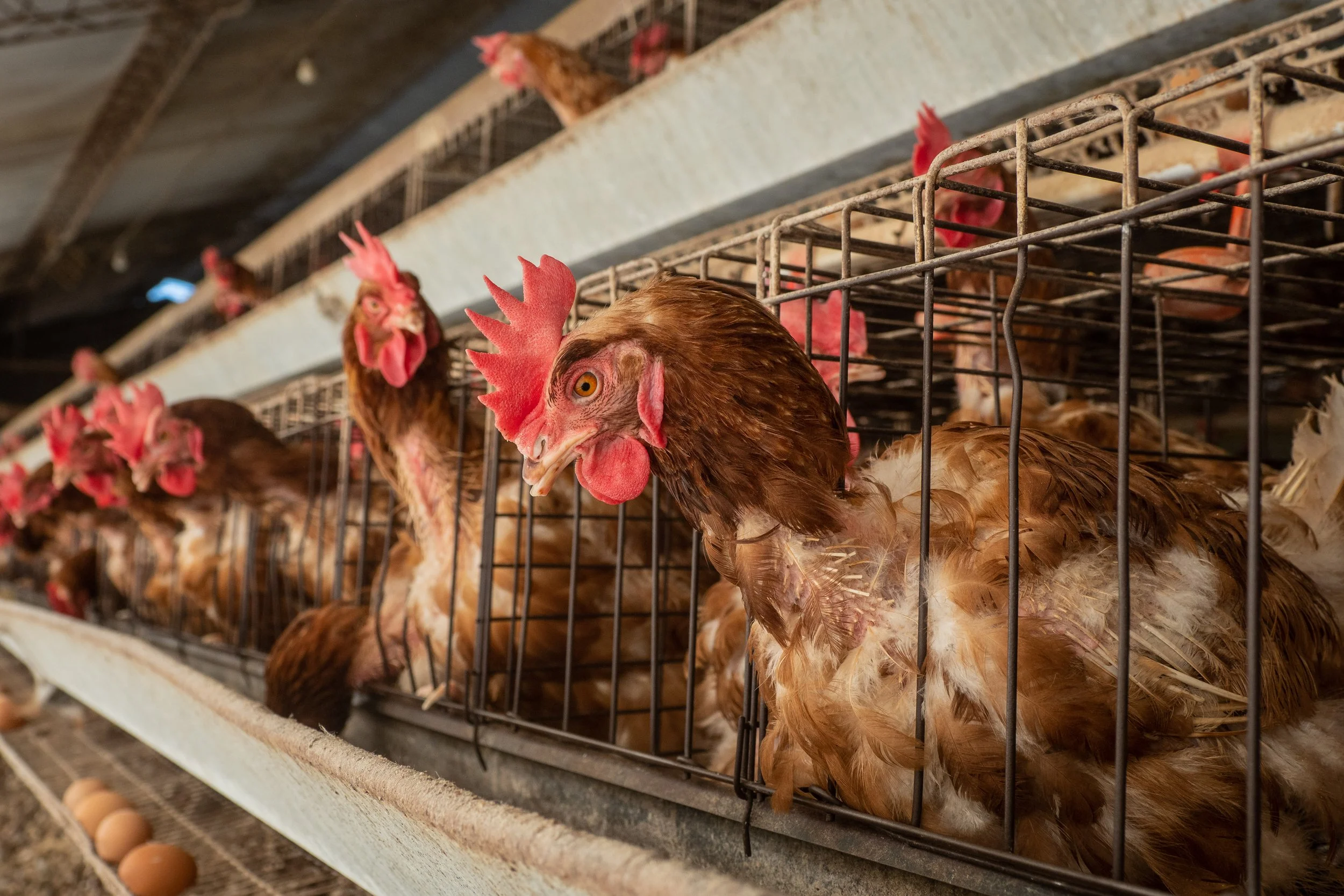 Chickens inside cages on a farm, with eggs in the foreground.
