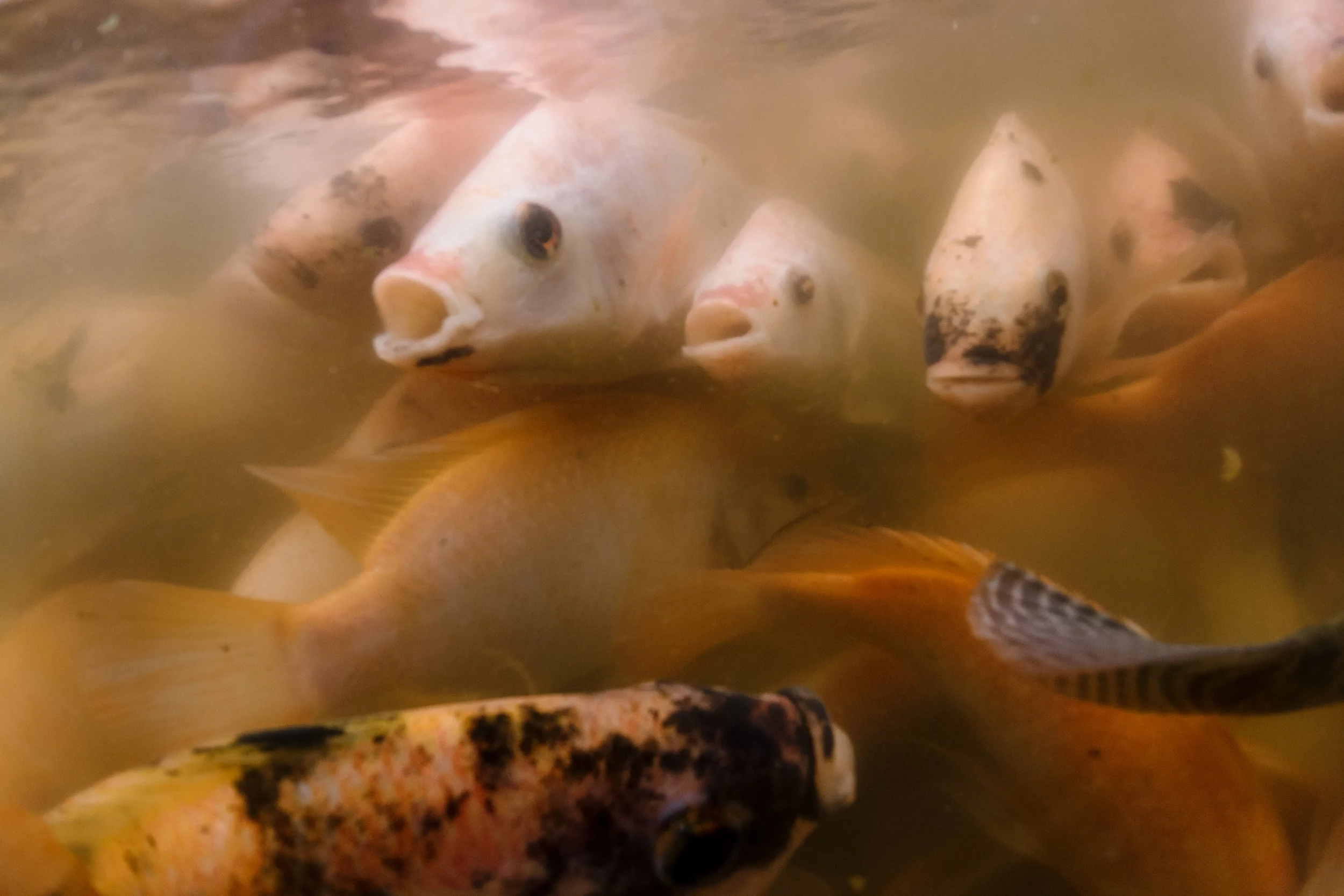fish farm indonesia-37.jpg