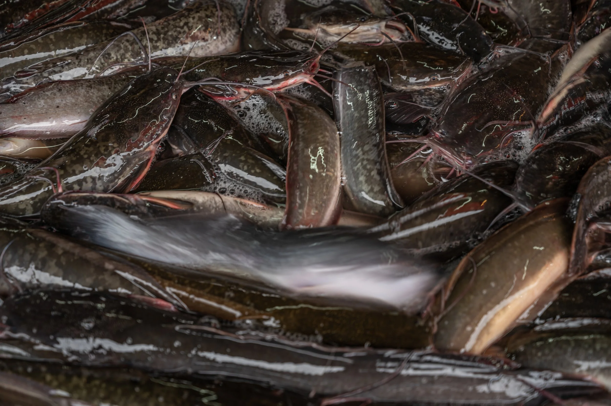 fish farm thailand-39.jpg