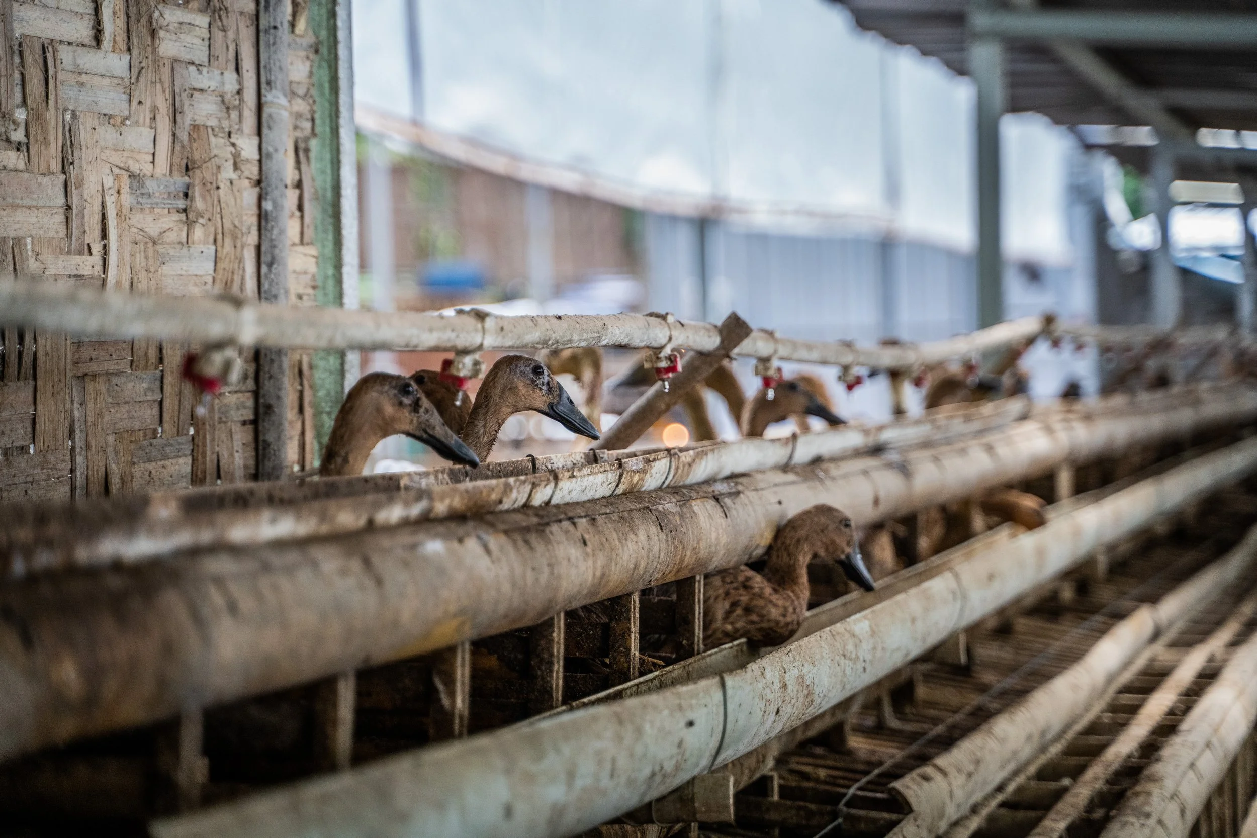 duck farm indonesia-157.jpg