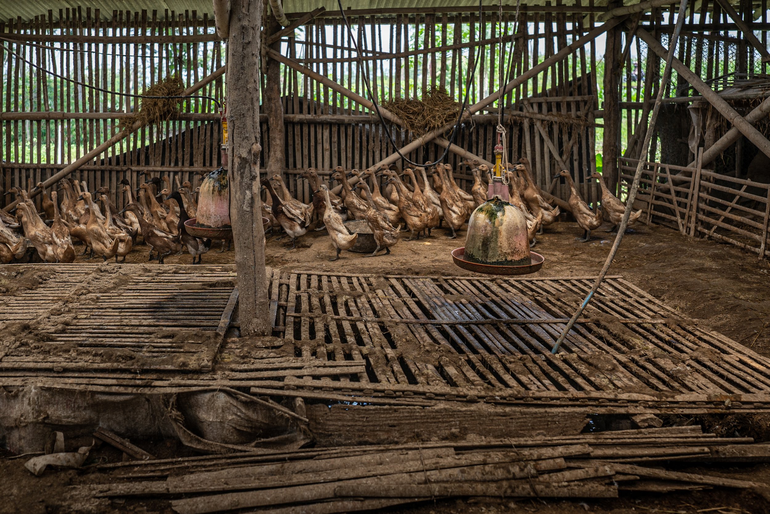 duck farm indonesia-23.jpg