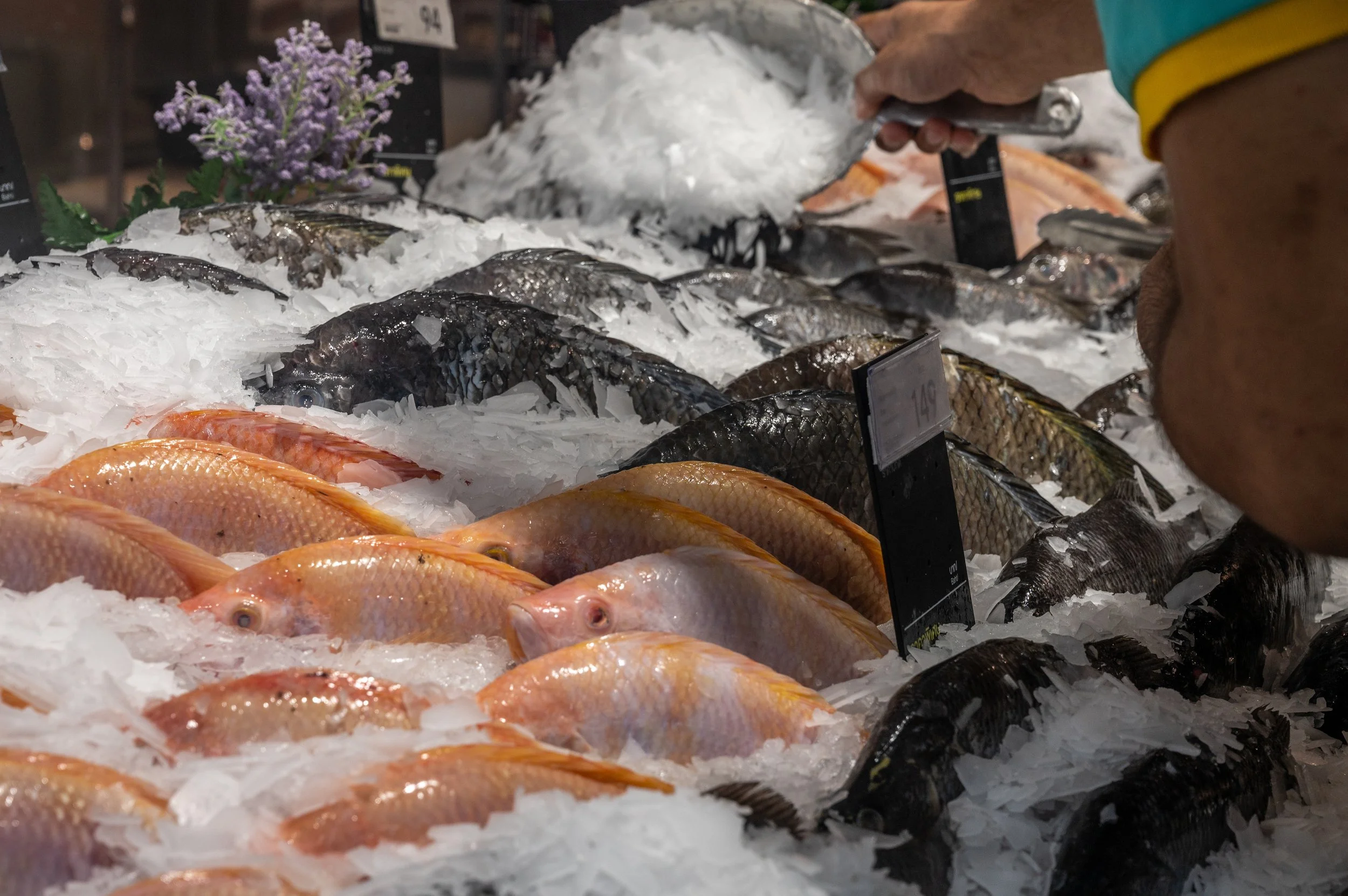 fish farm thailand-224.jpg