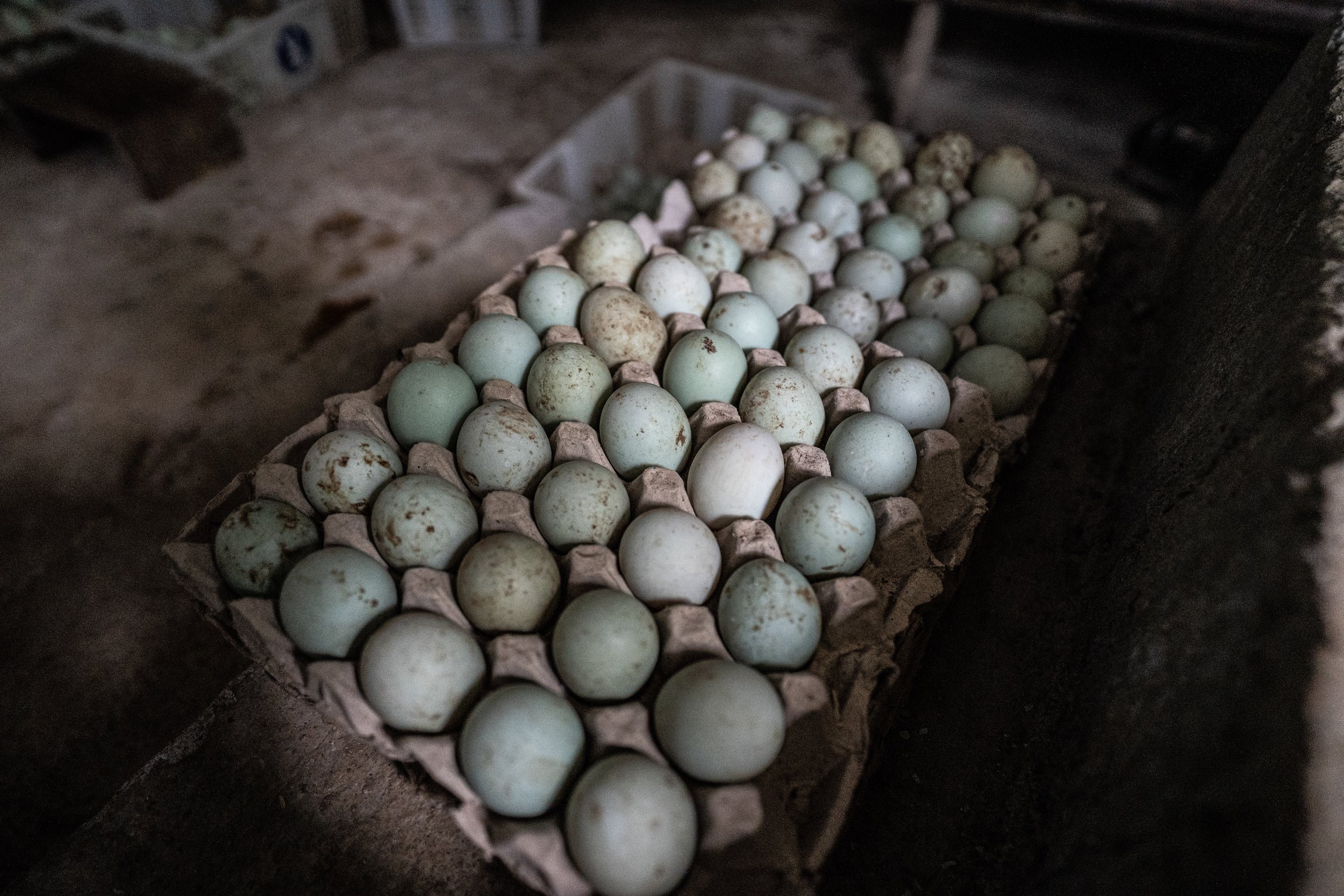 duck farm indonesia-185.jpg