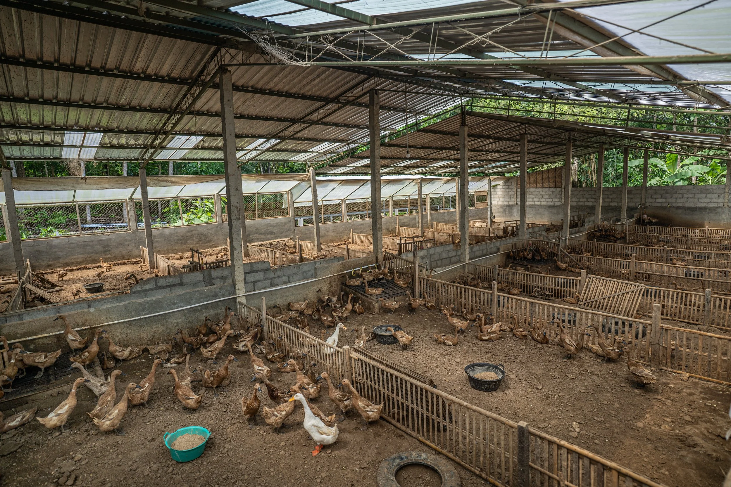 duck farm indonesia-182.jpg