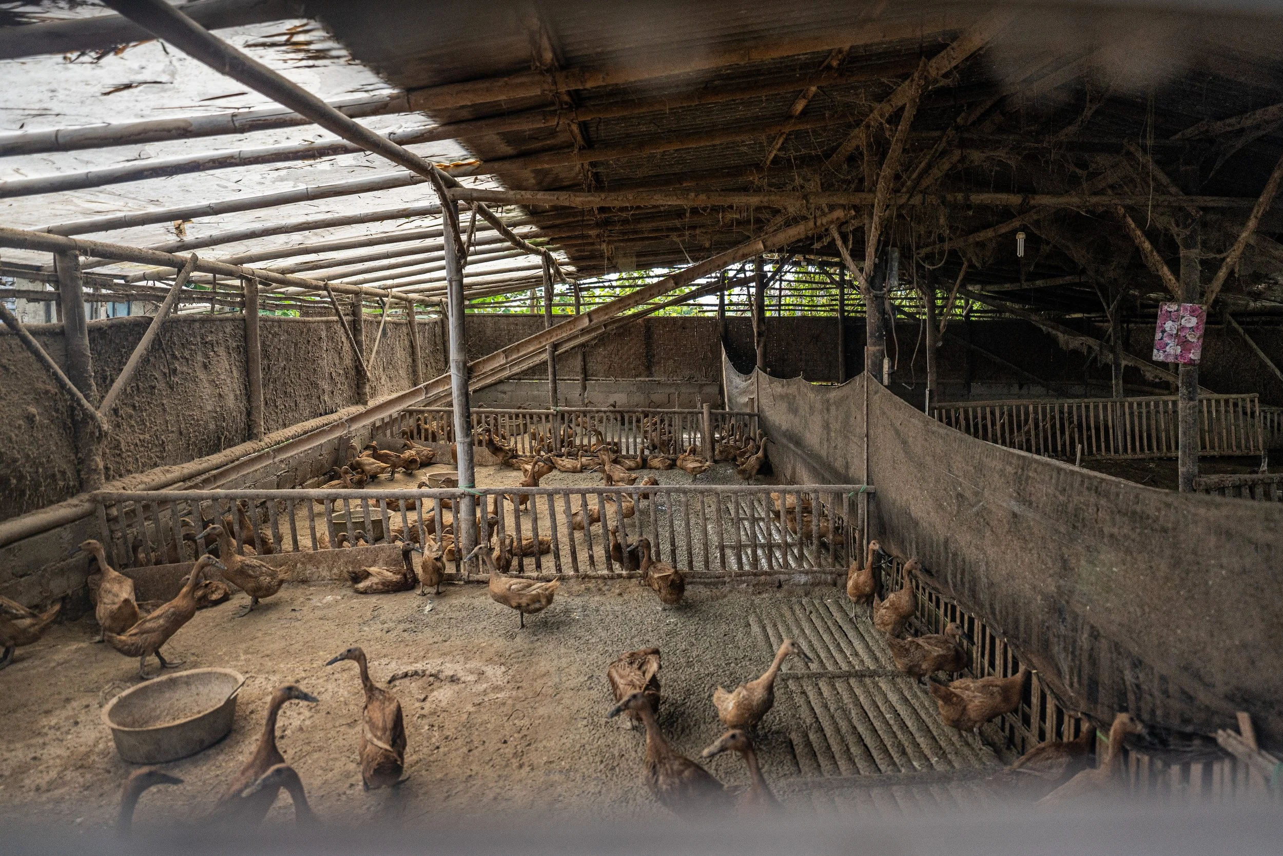 duck farm indonesia-117.jpg