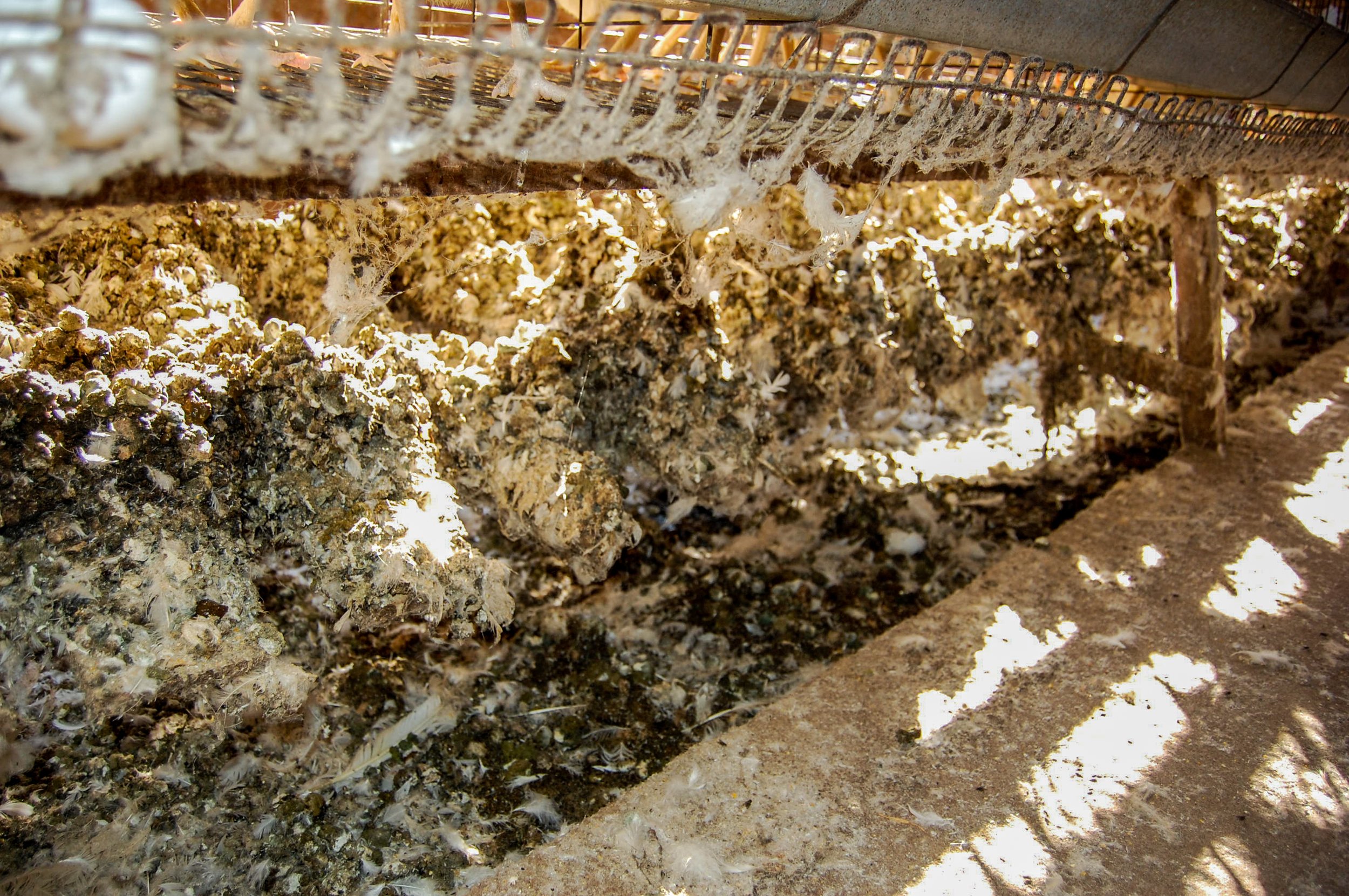 brazilmoreeggfarms-15-of-70jpg.jpg