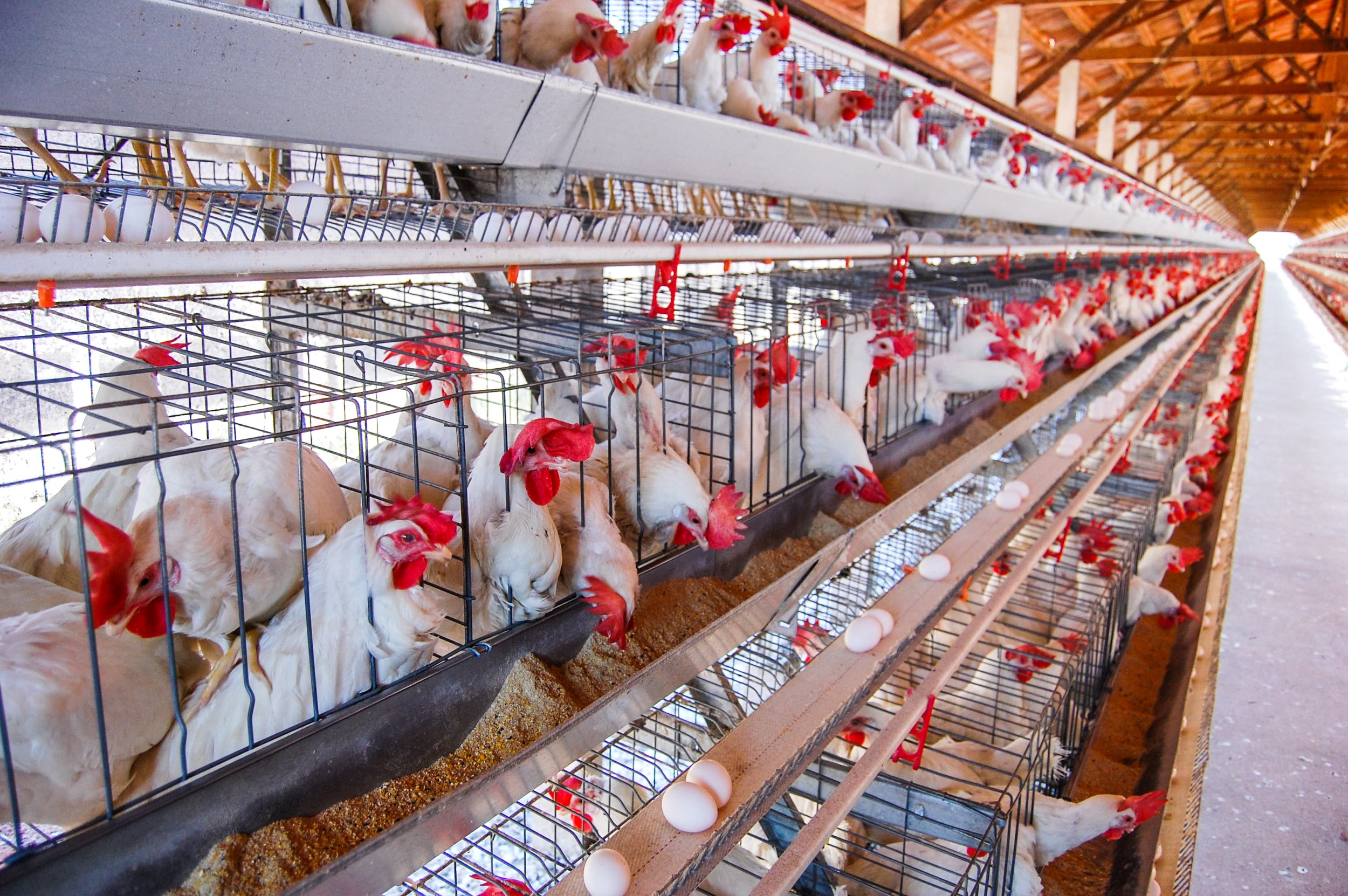 brazilmoreeggfarms-21-of-70jpg.jpg