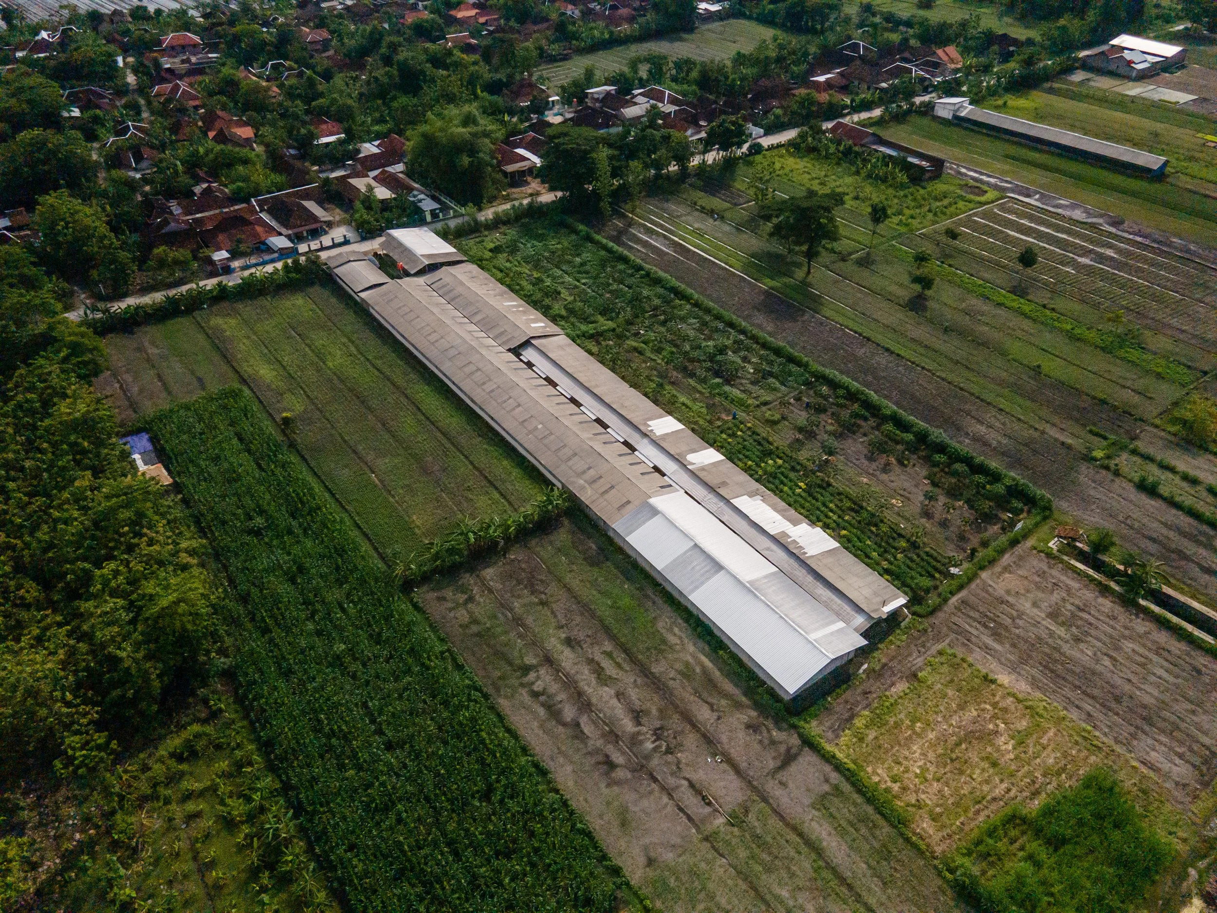 duck farm indonesia-101.jpg