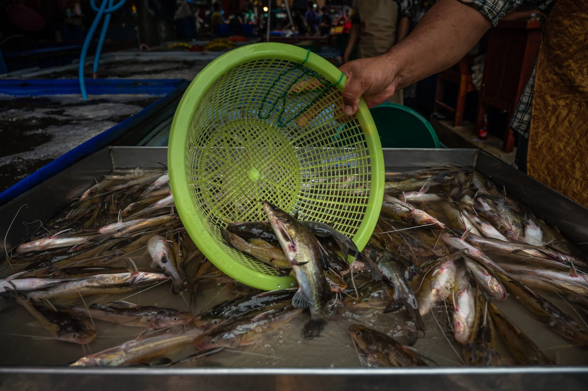 fish farm thailand-29.jpg