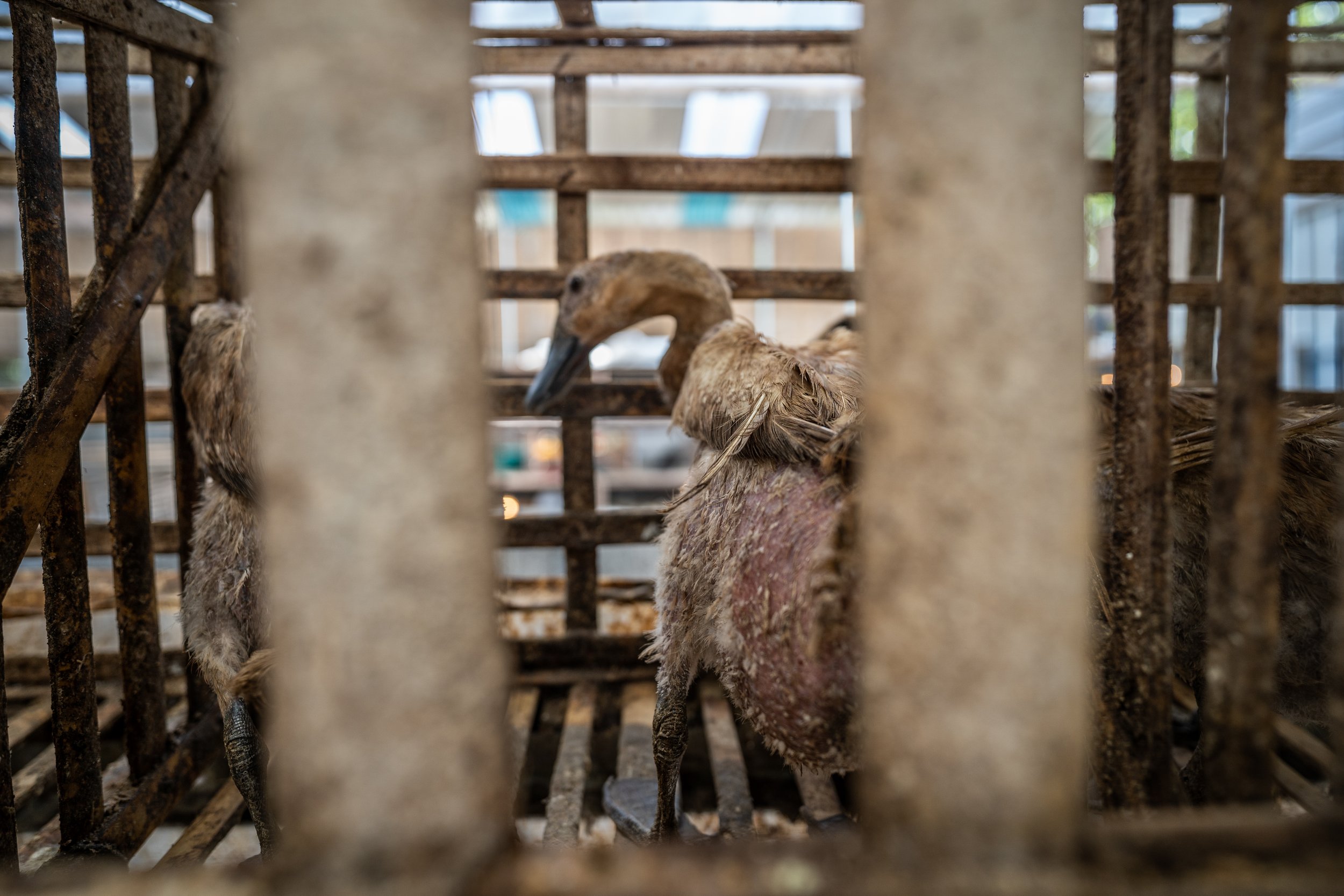 duck farm indonesia-187.jpg
