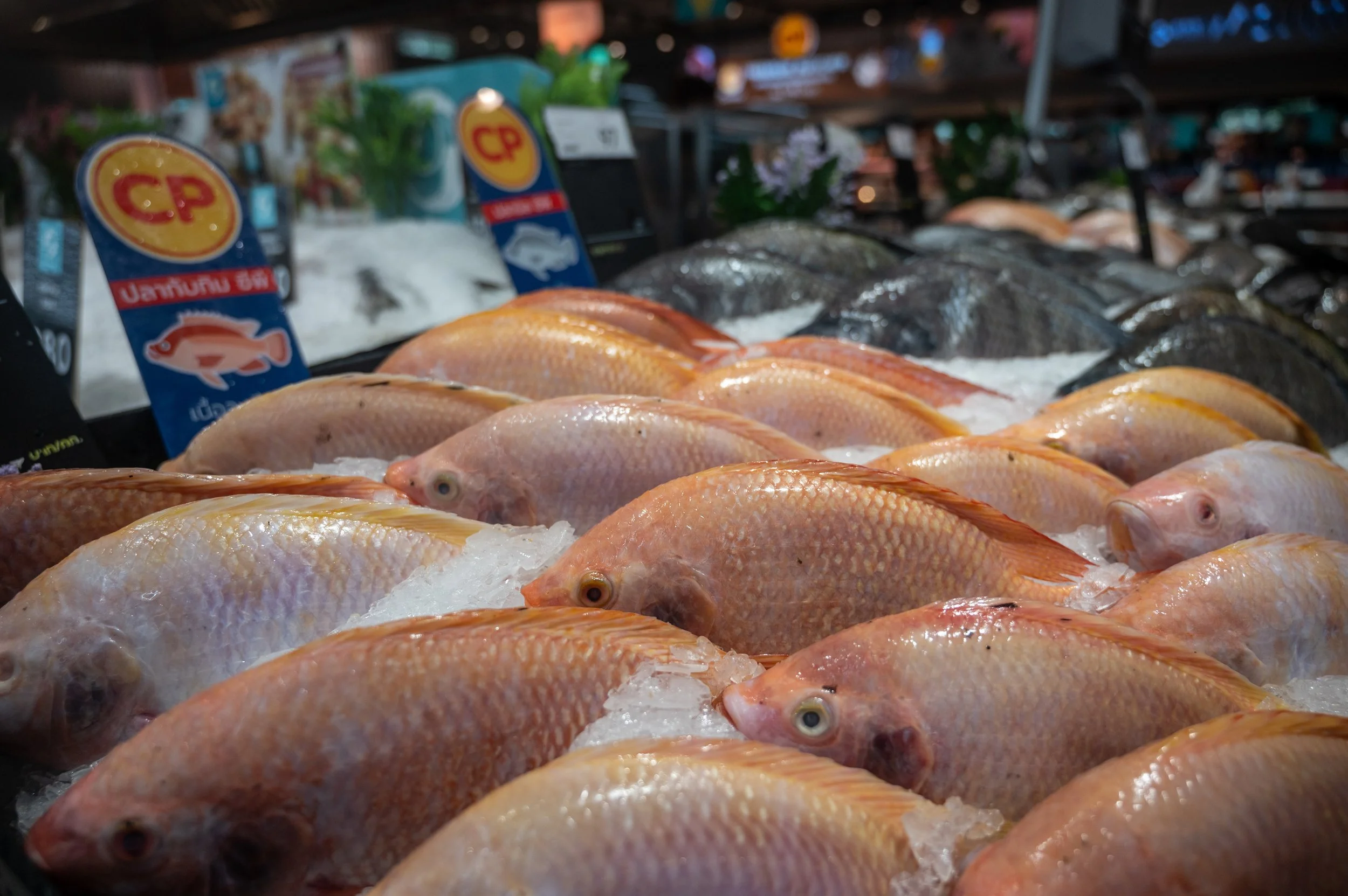 fish farm thailand-233.jpg