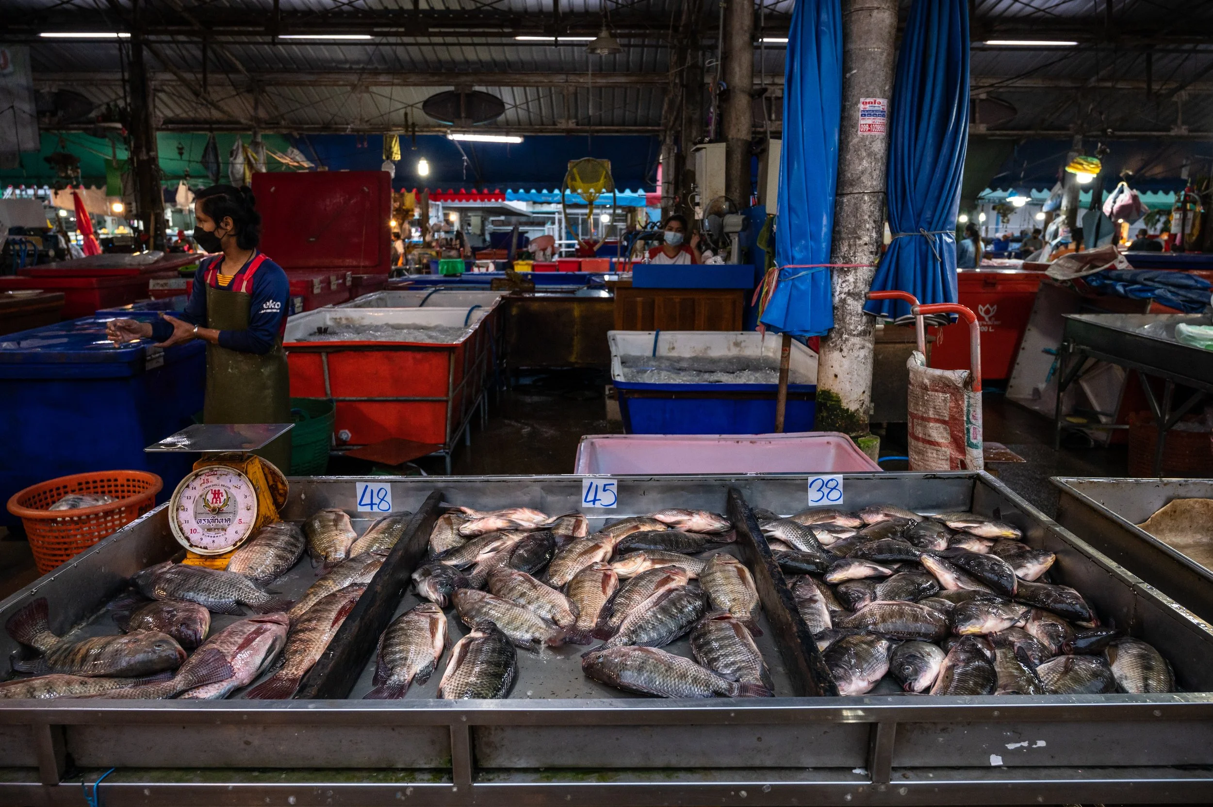 fish farm thailand-122.jpg