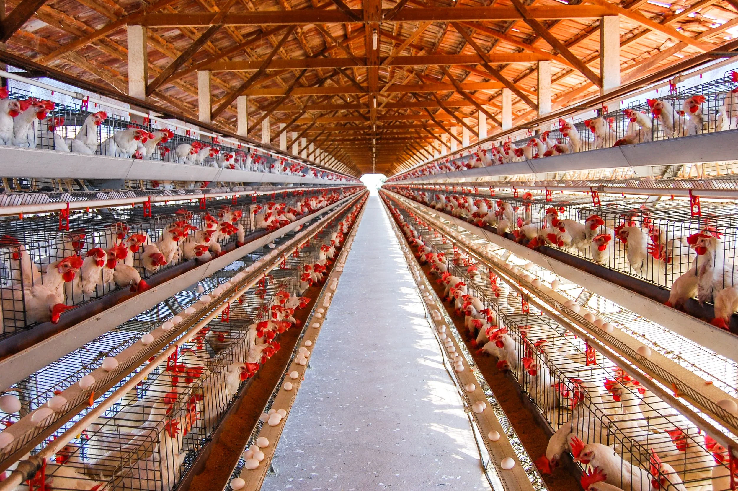 brazilmoreeggfarms-23-of-70jpg.jpg