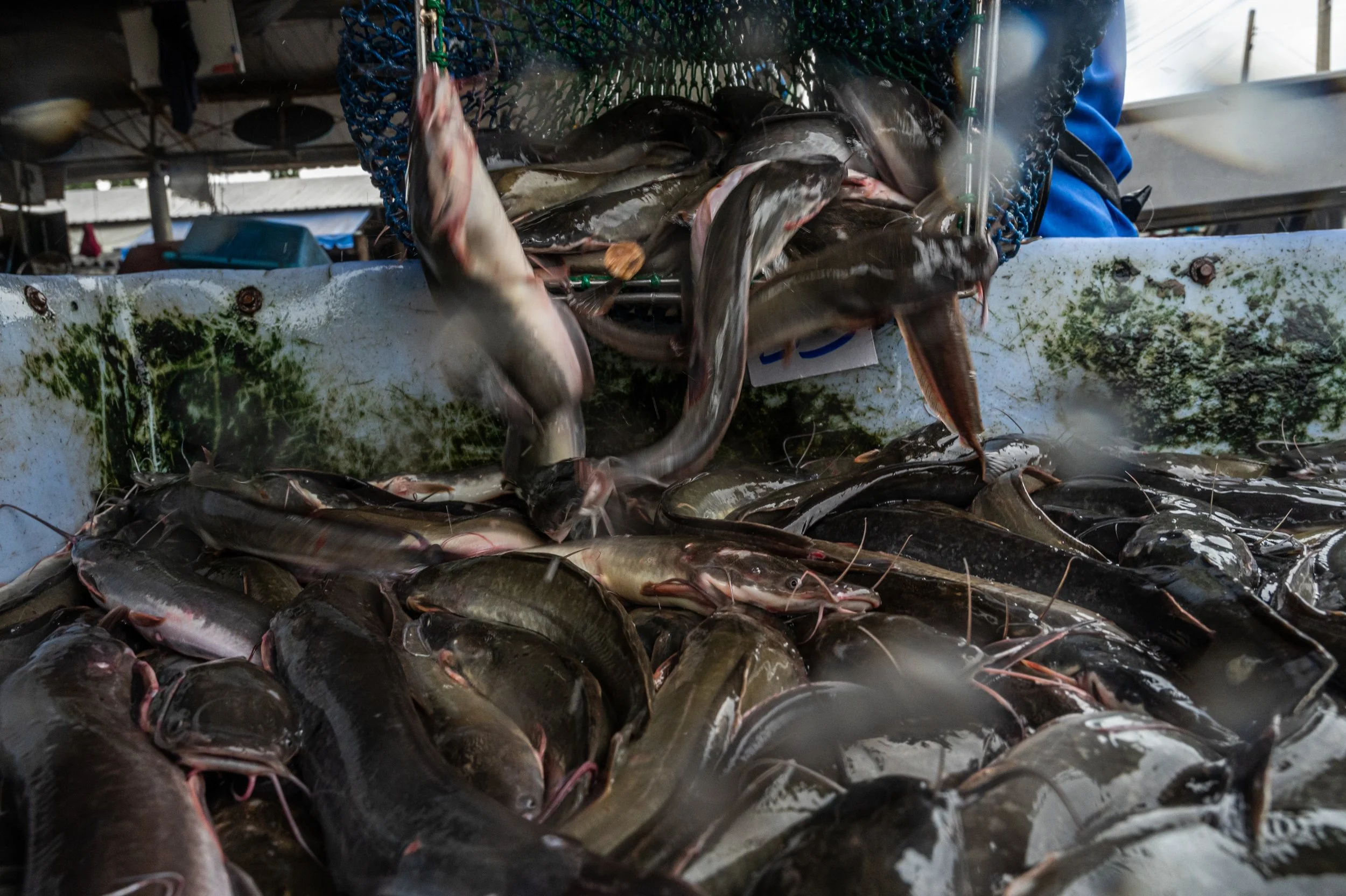 fish farm thailand-35.jpg