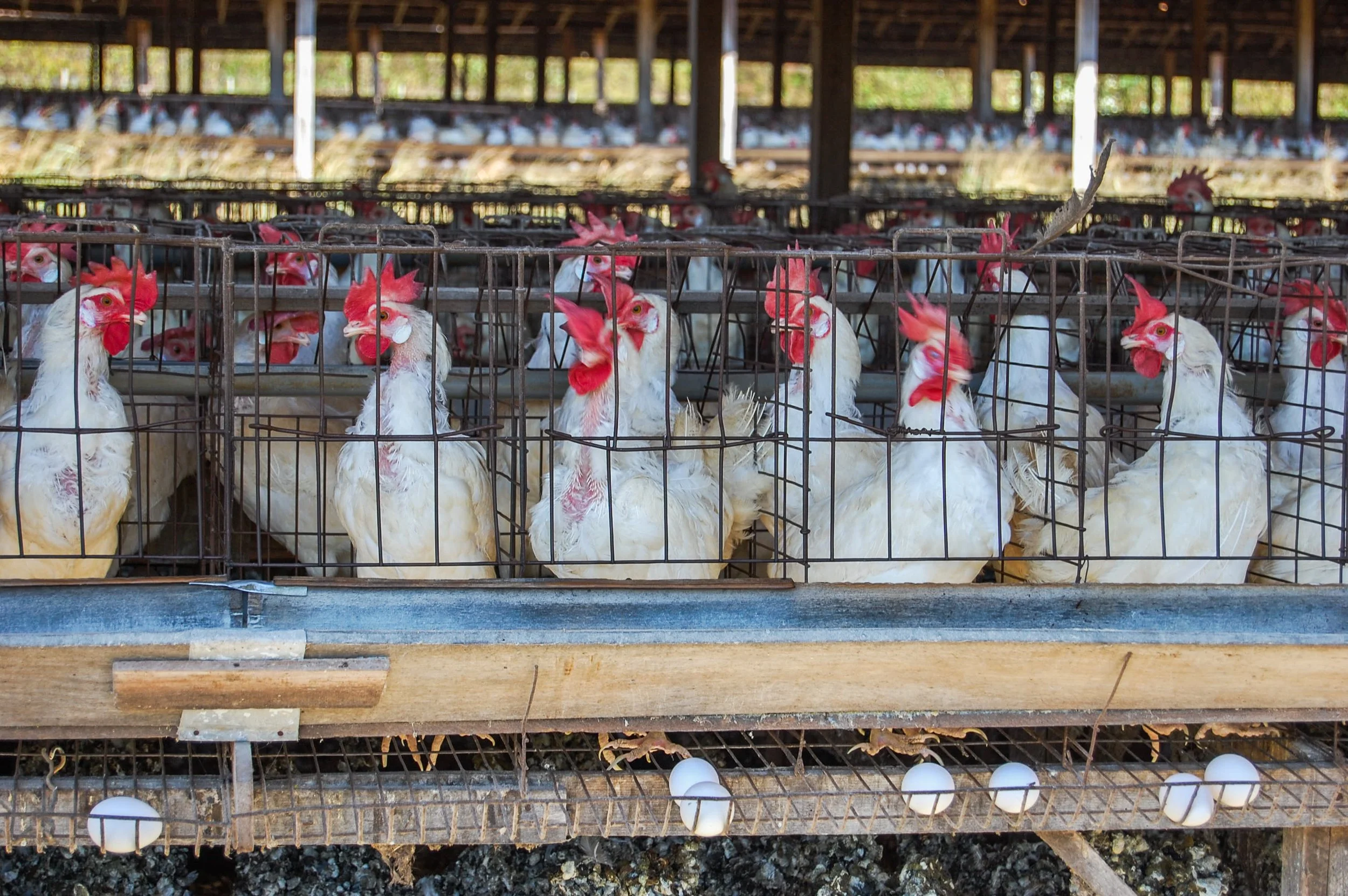 brazilmoreeggfarms-47-of-70jpg.jpg