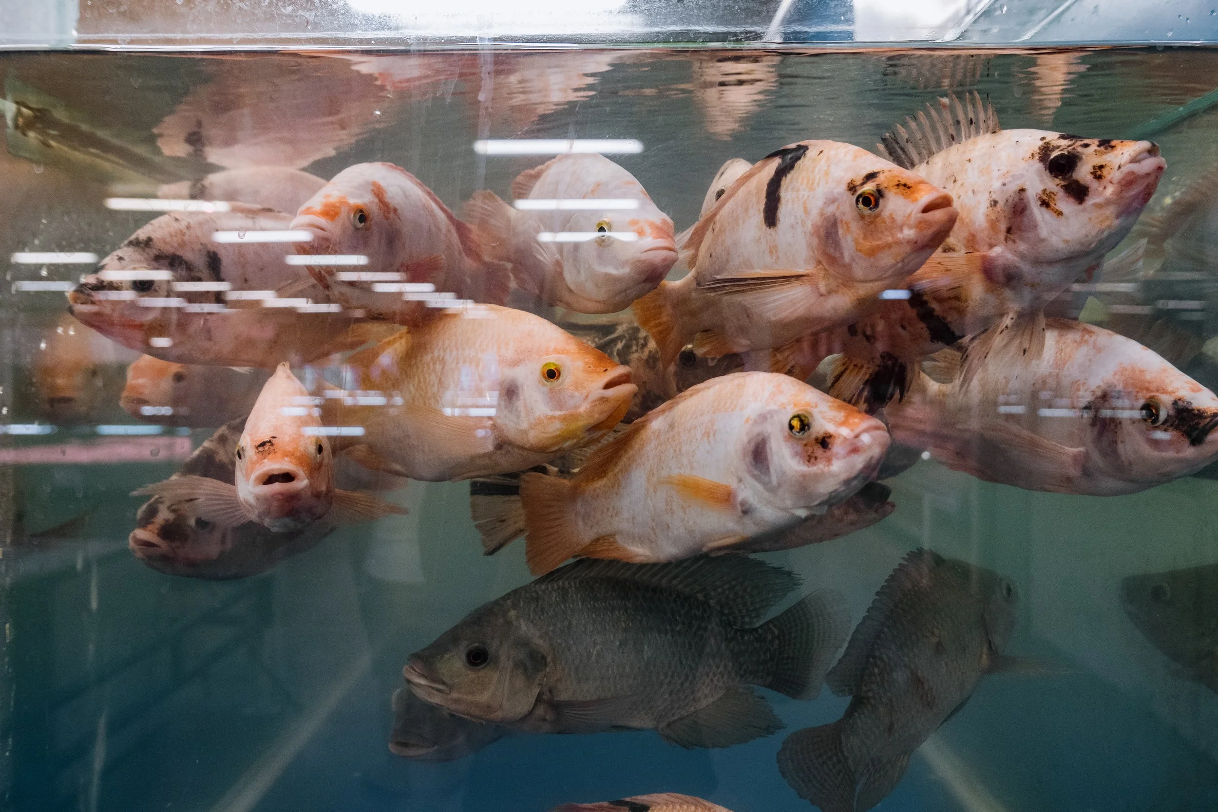 fish farm indonesia-56.jpg