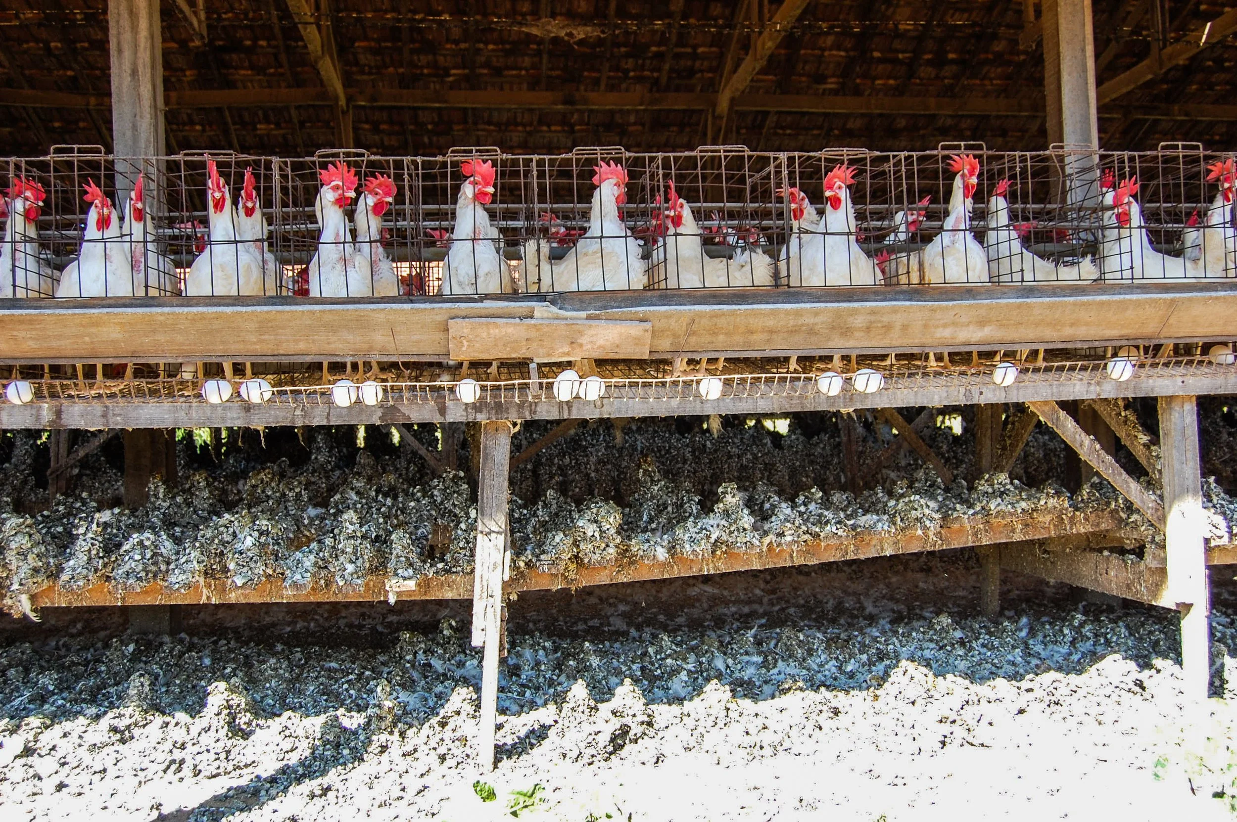 brazilmoreeggfarms-39-of-70jpg.jpg